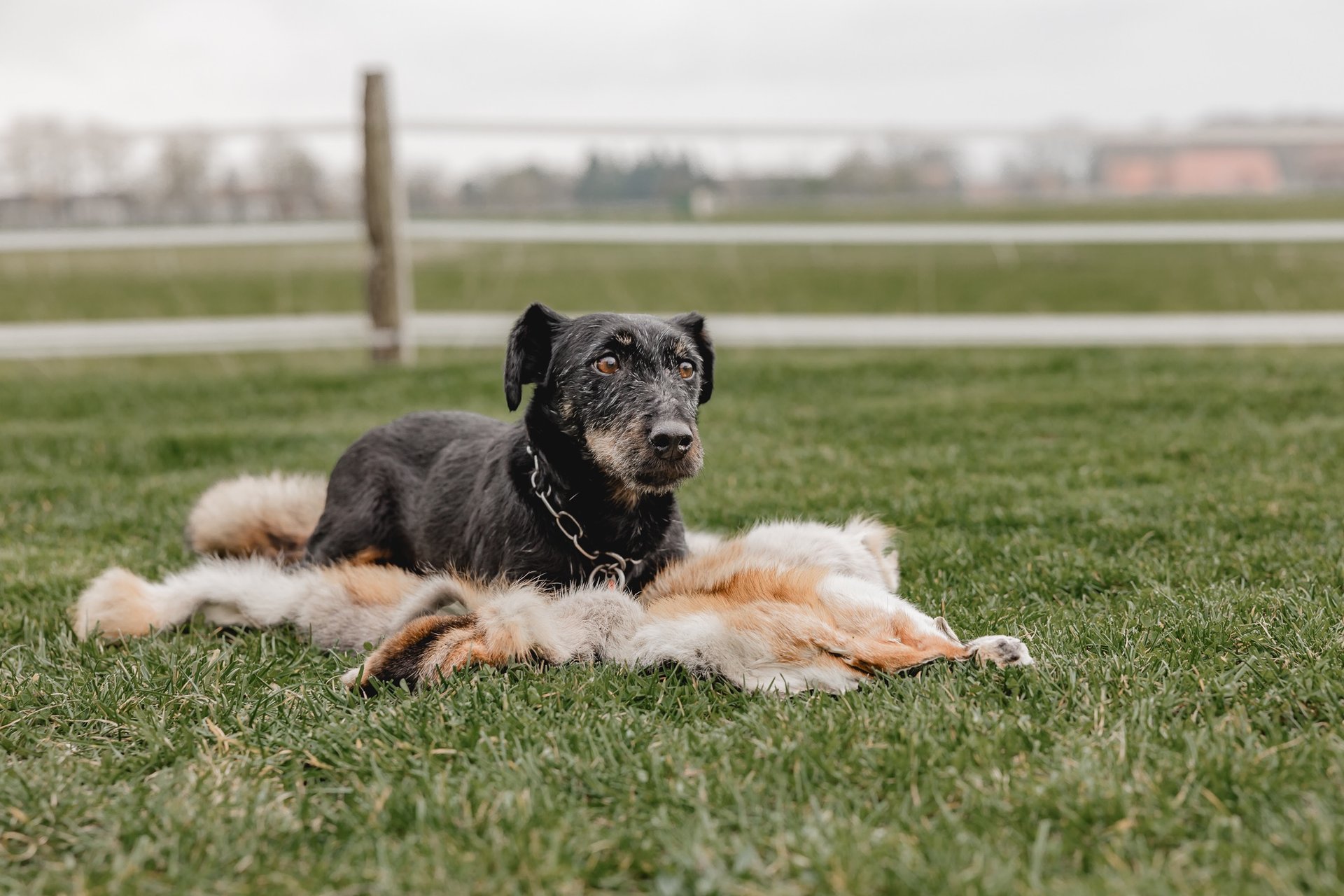 Deutsche Jagdterrier vom Holzmichel