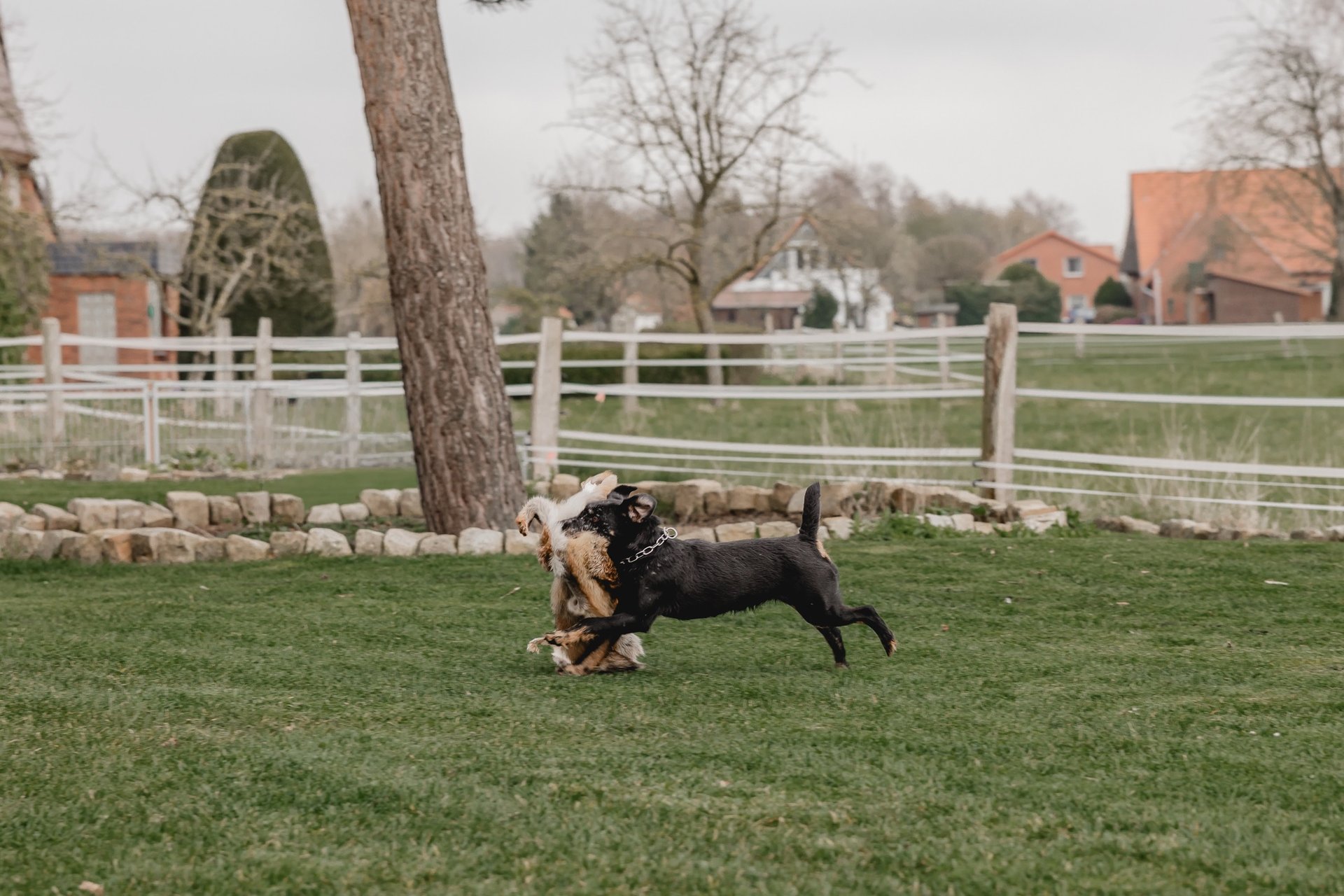 Deutscher Jagdterrier im jagdlichen Einsatz