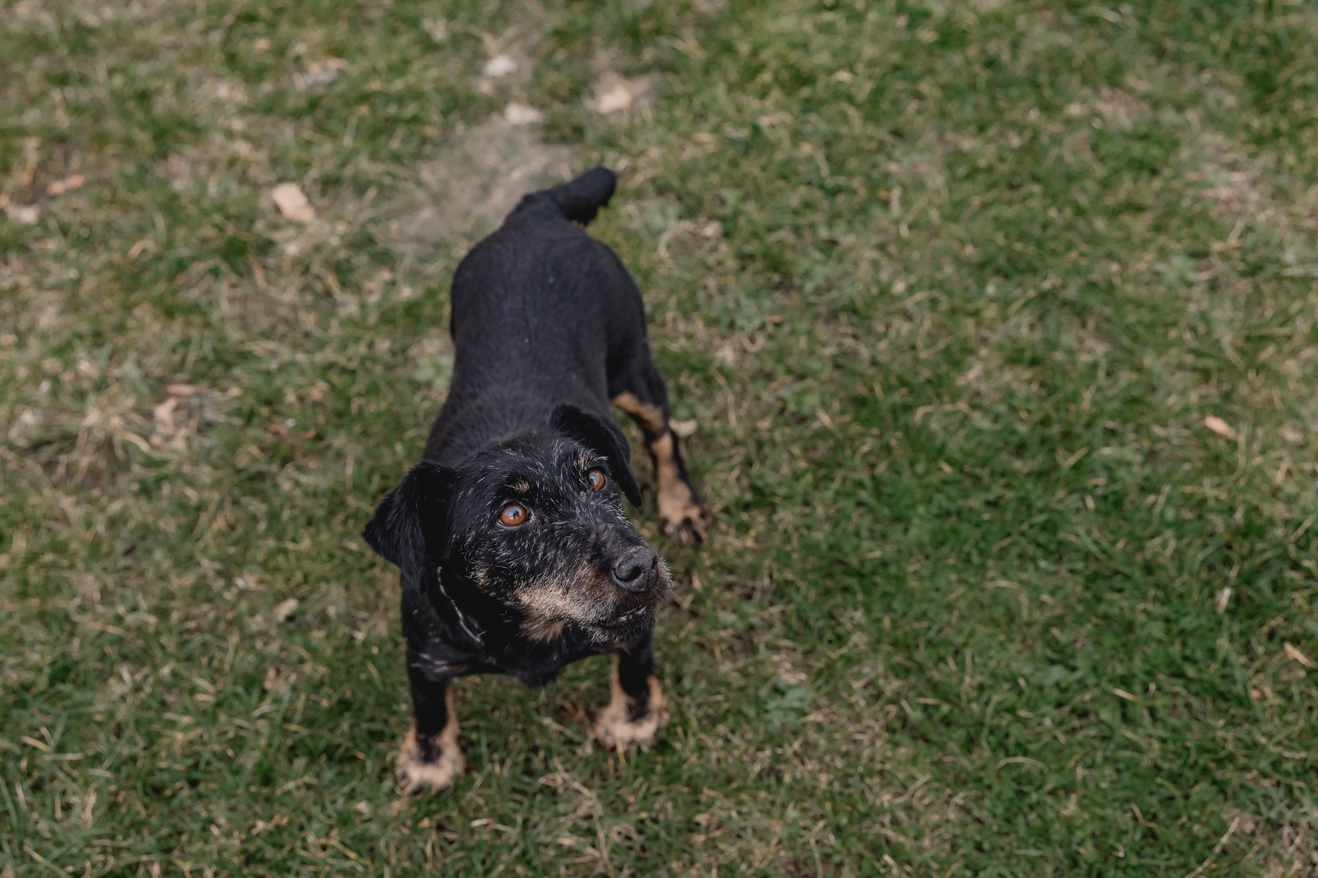 Jagdhund Ausbildung Bauarbeit