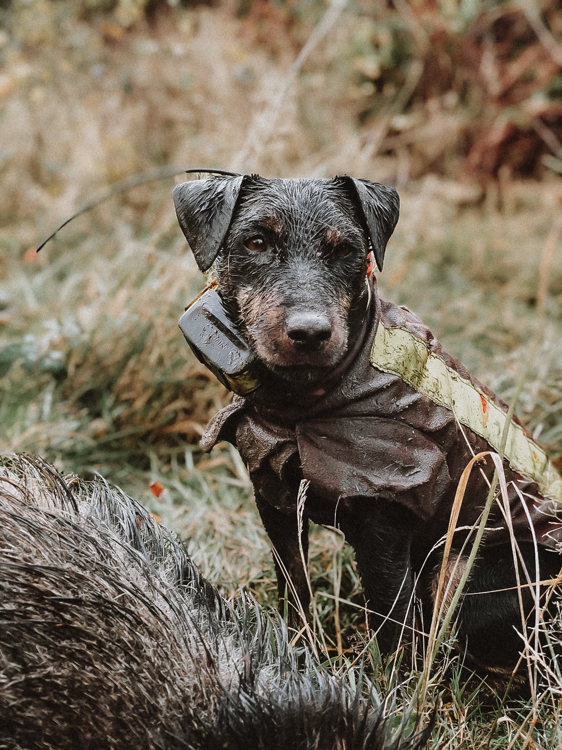 Stöberhund bei Drückjagd