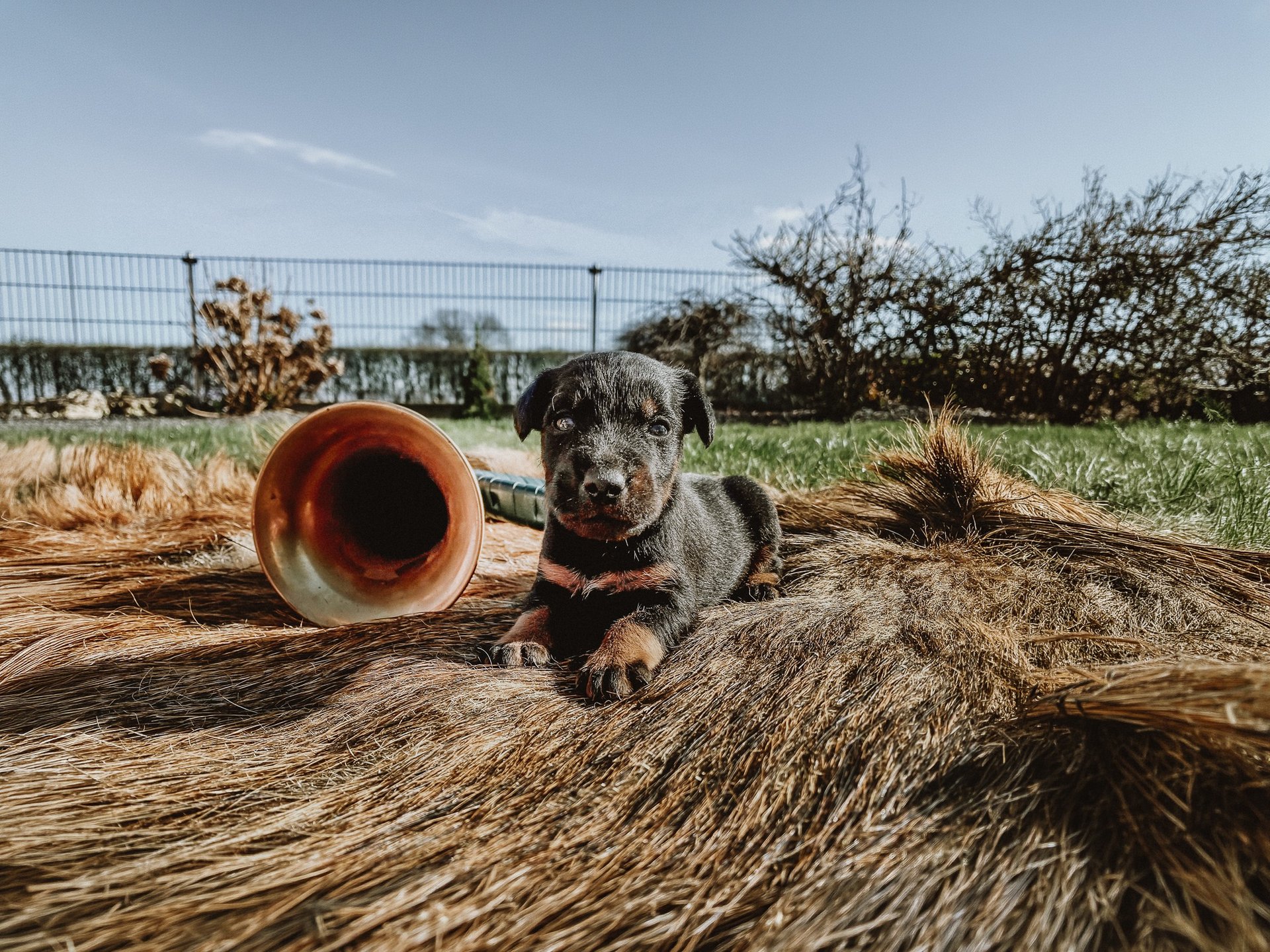 Jagdterrier im Revier Niedersachsen