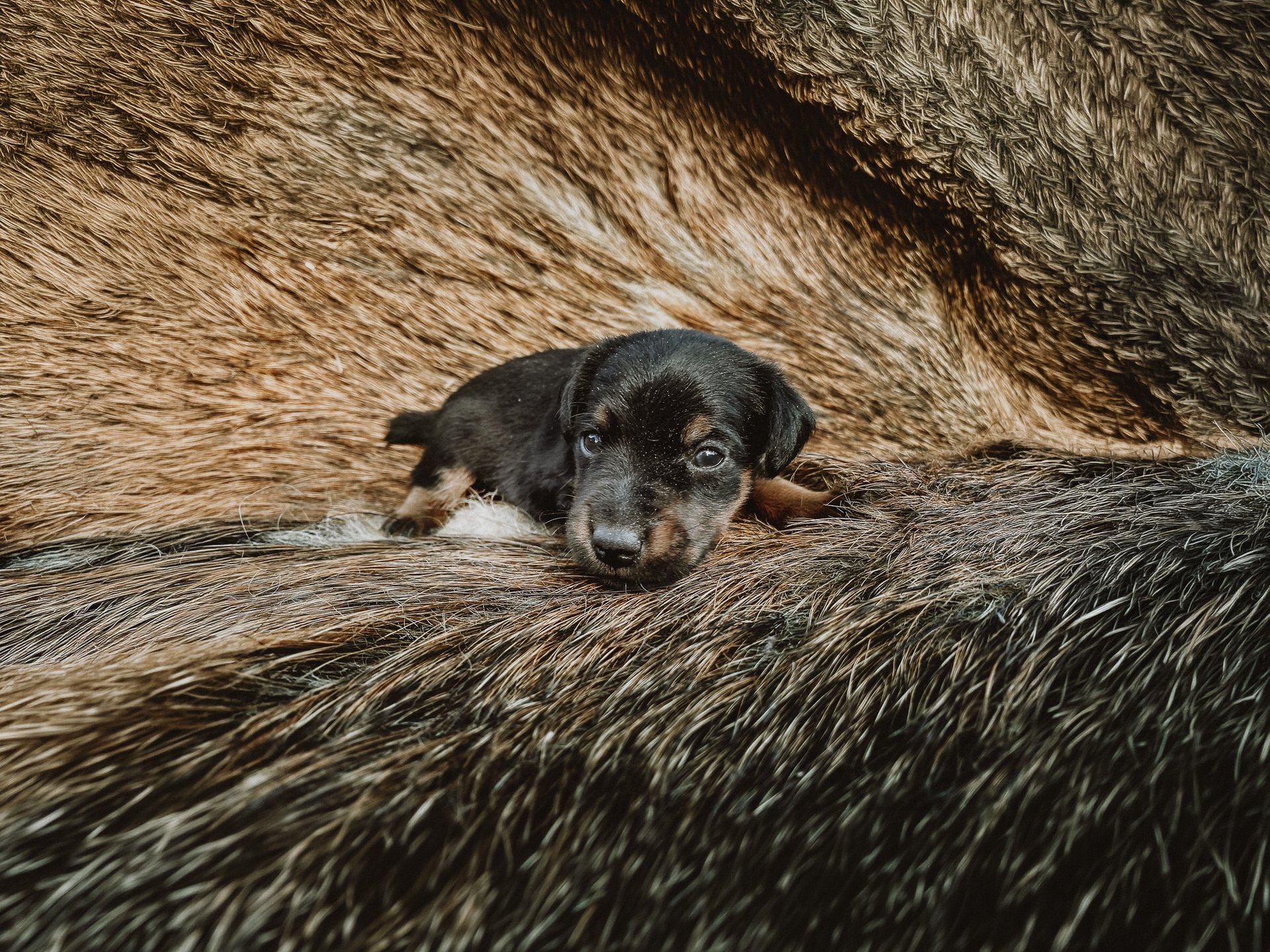 black blue and yellow textile