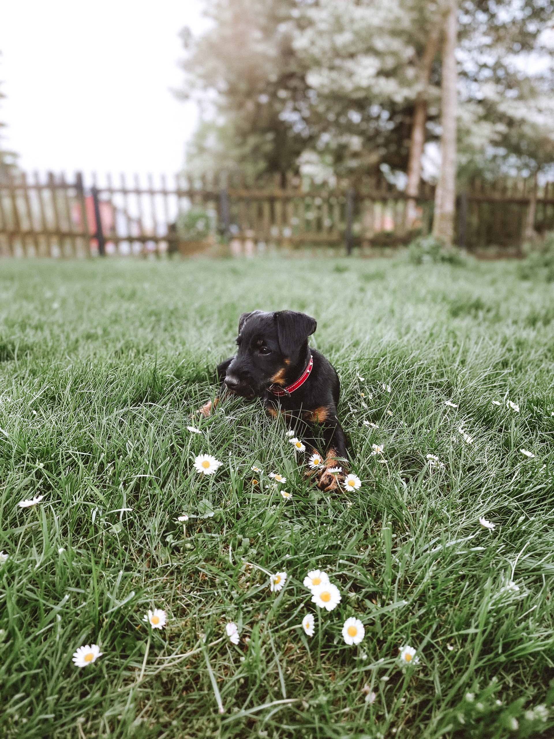 Deutscher Jagdterrier vom Holzmichel