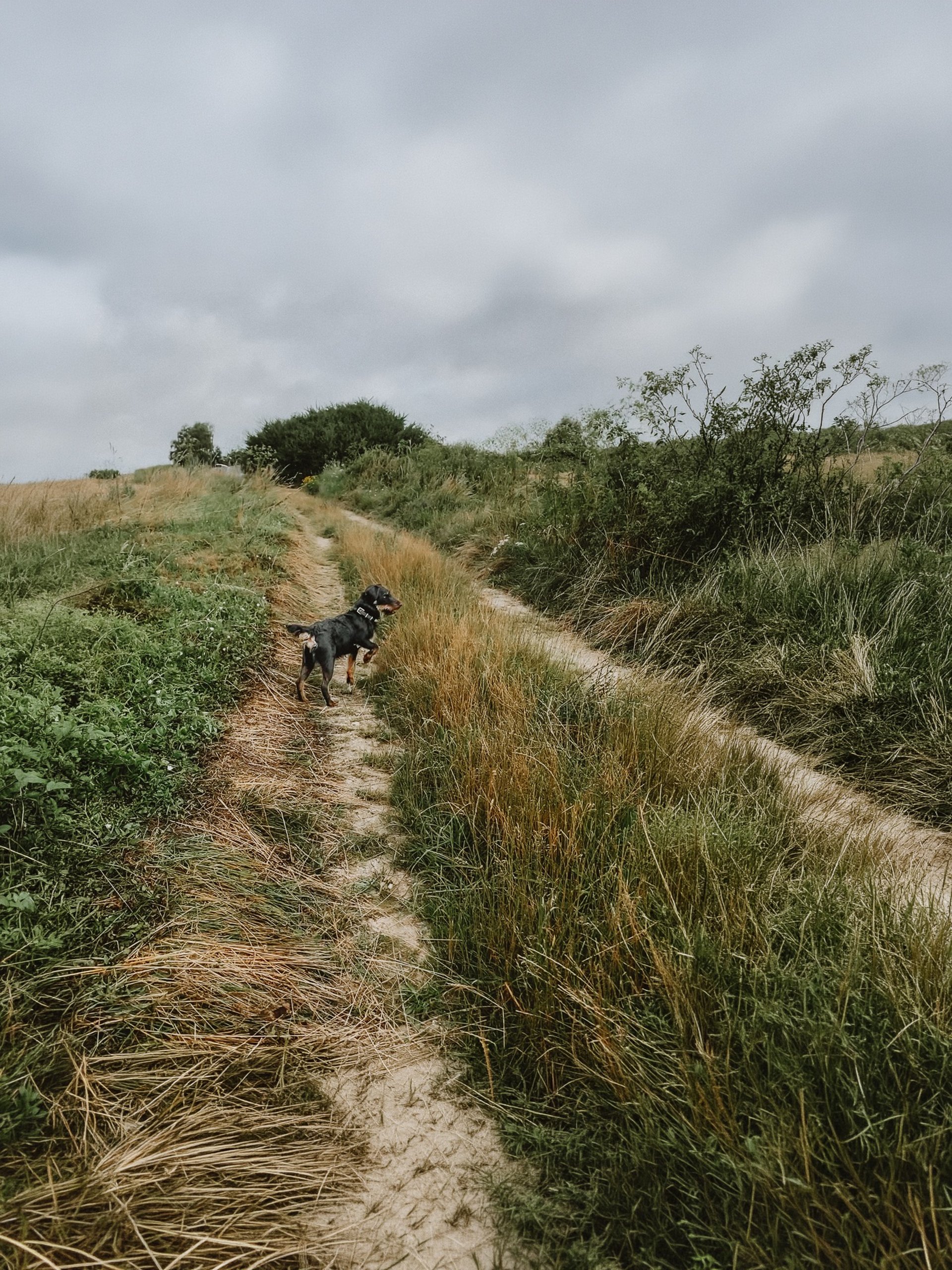 Stöberhund bei Drückjagd