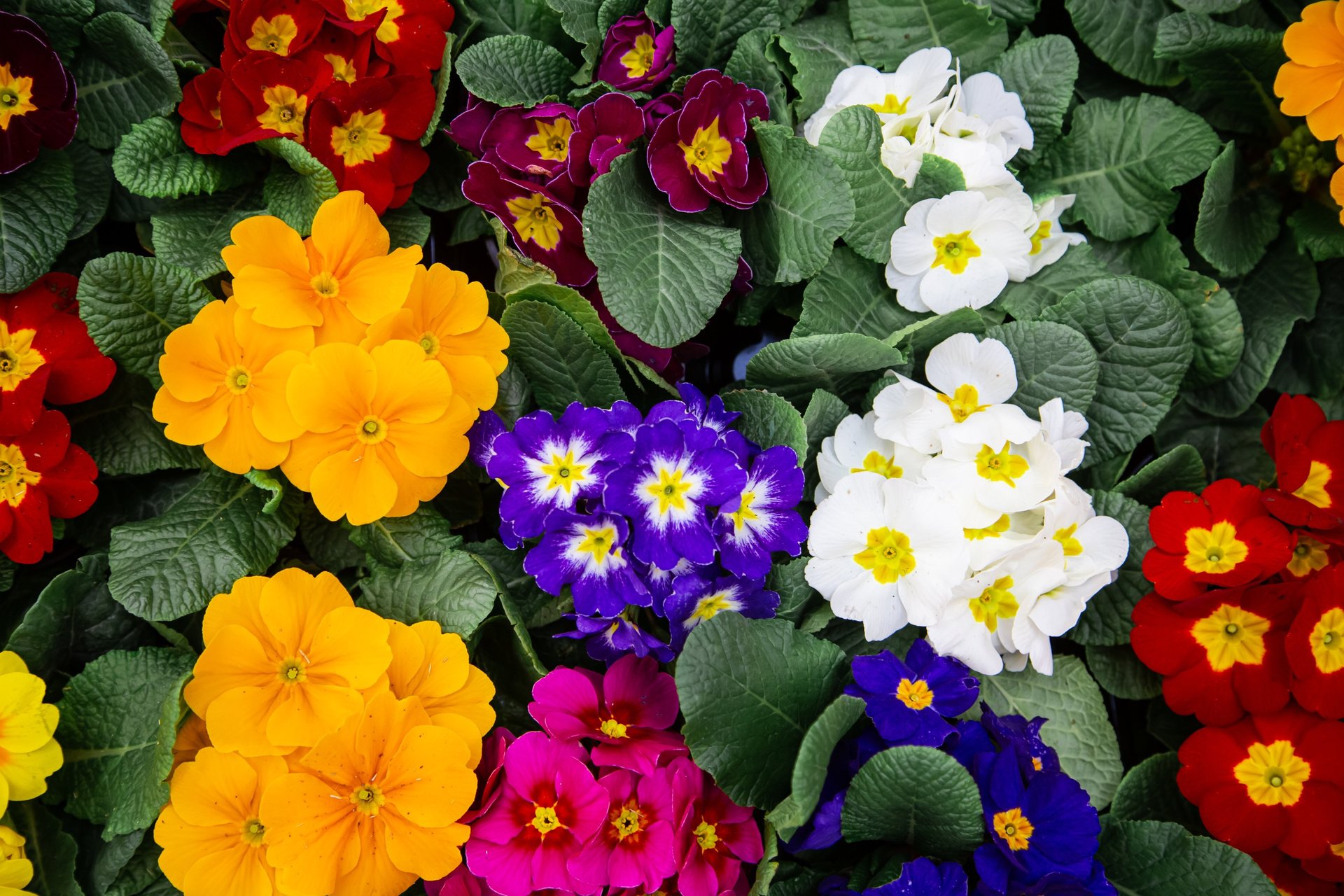 aerial photography of flowers at daytime