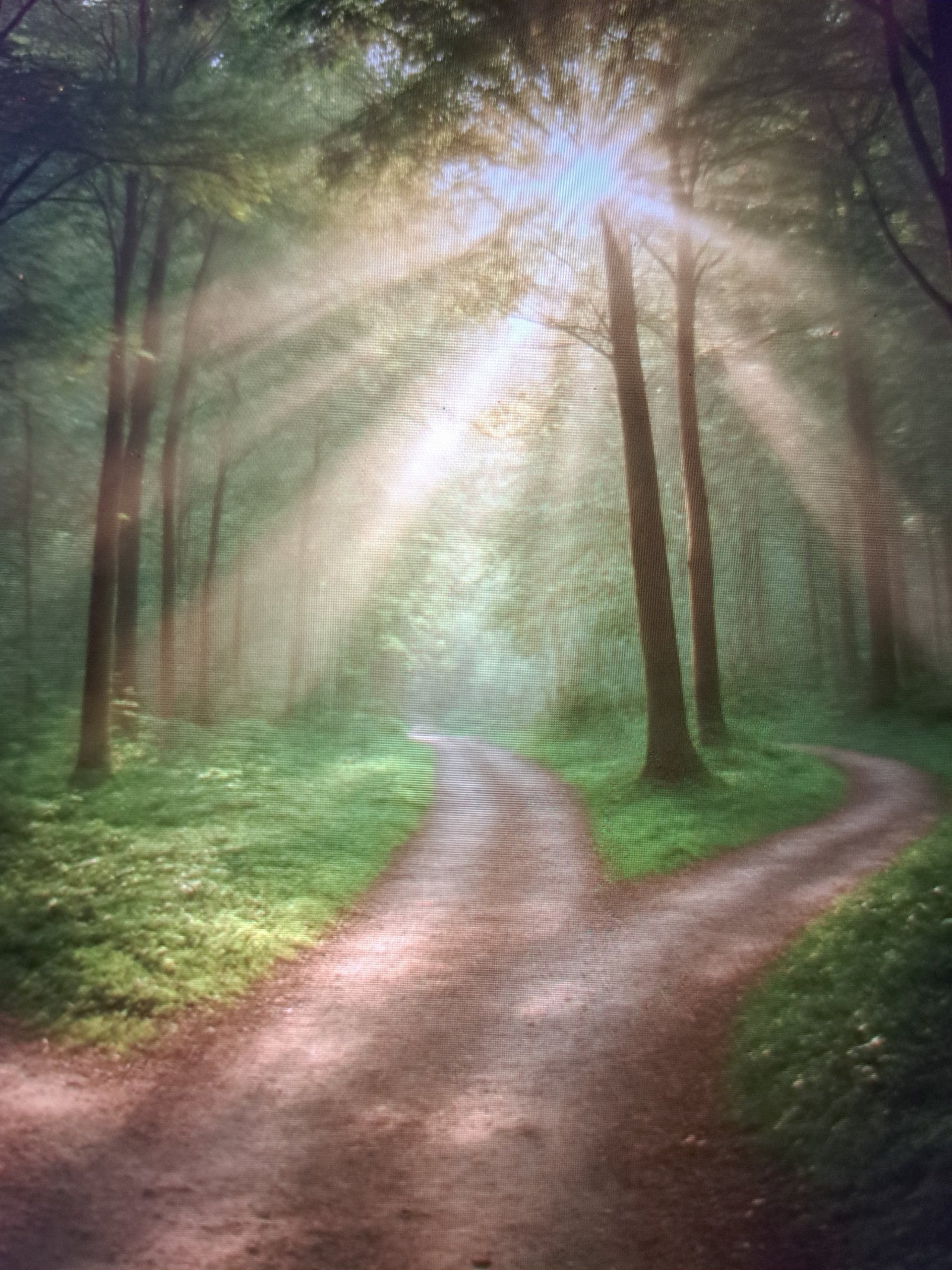 yellow sunflower field during daytime