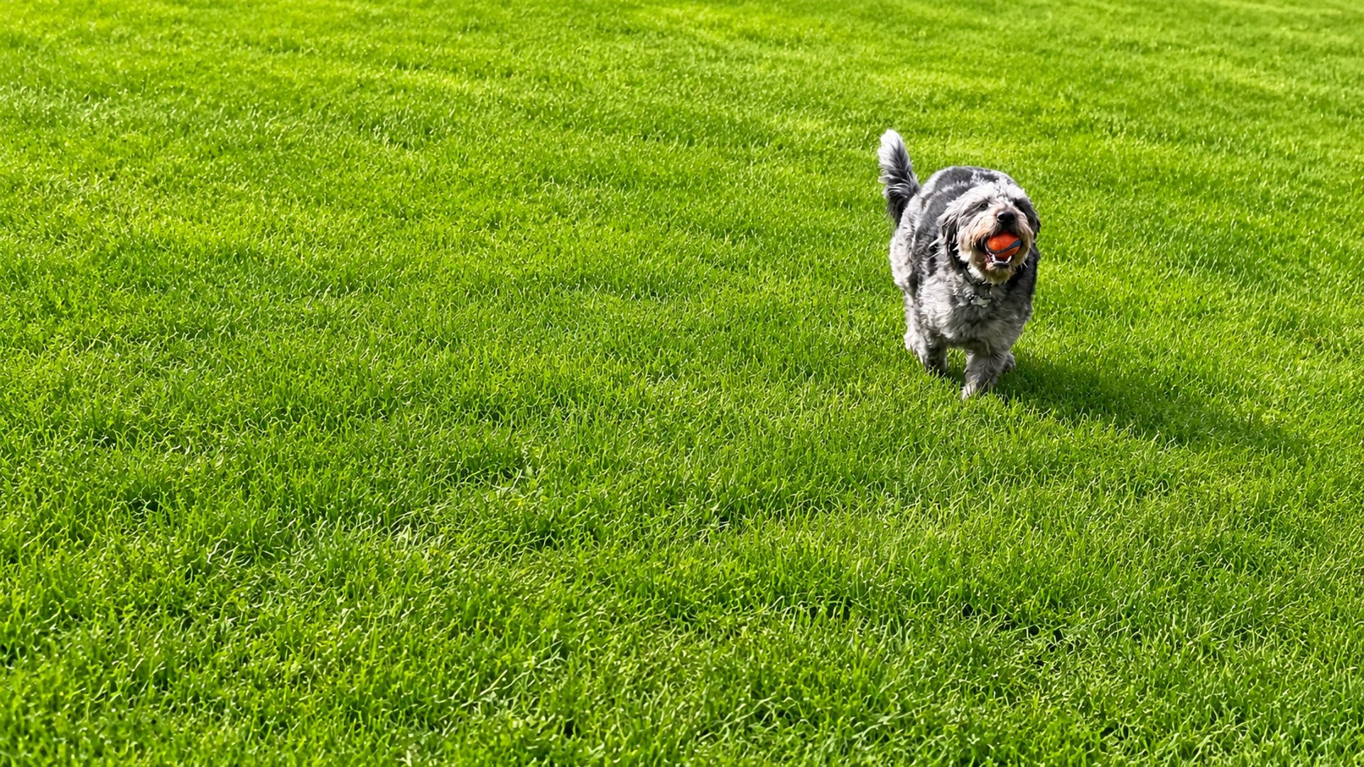A grassy yard with a tree and fence in the background