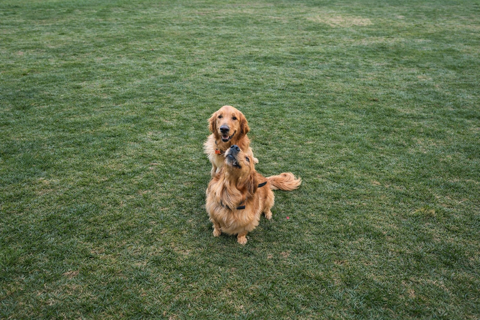 A grassy yard with a tree and fence in the background