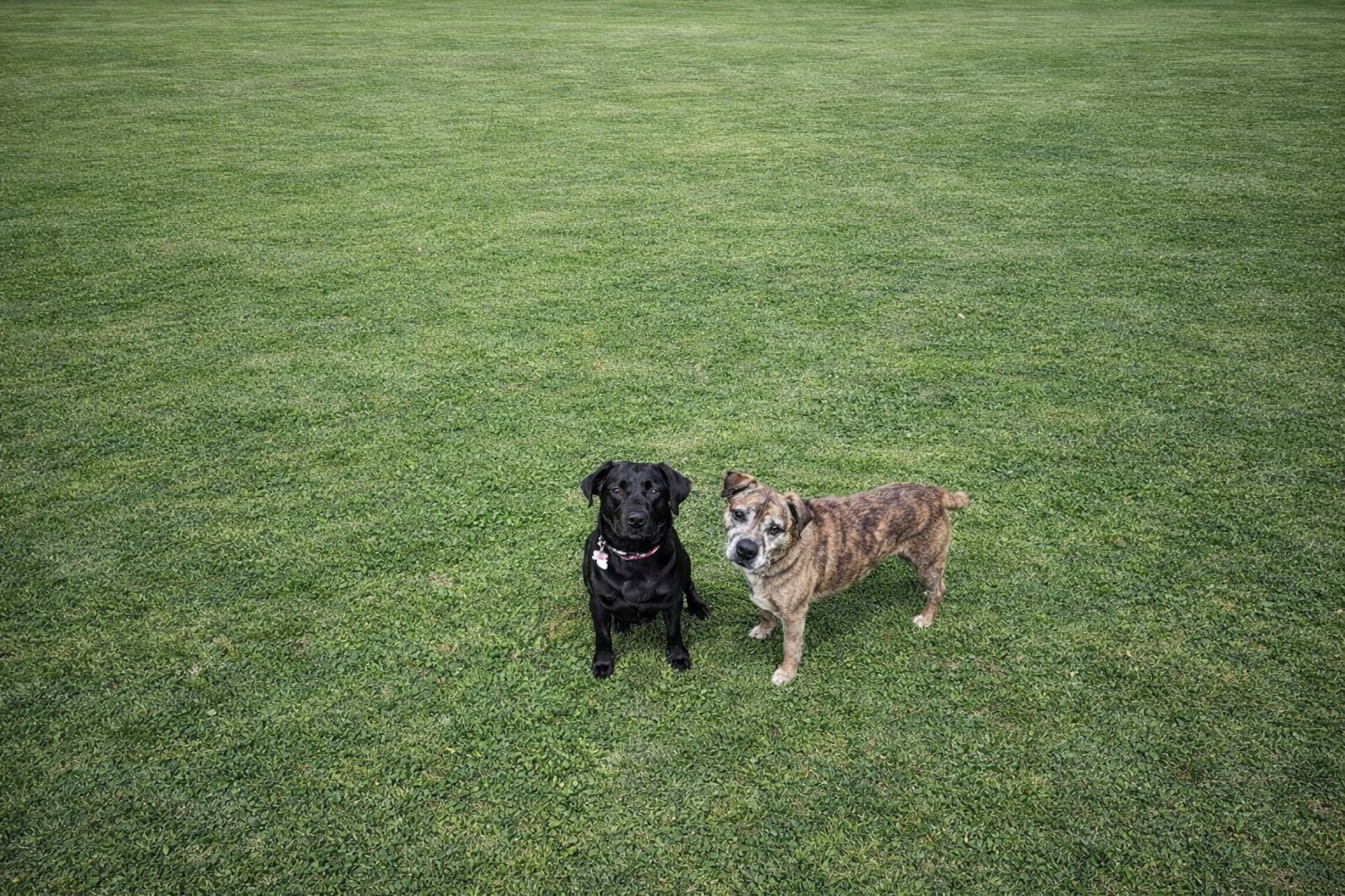 A grassy yard with a tree and fence in the background