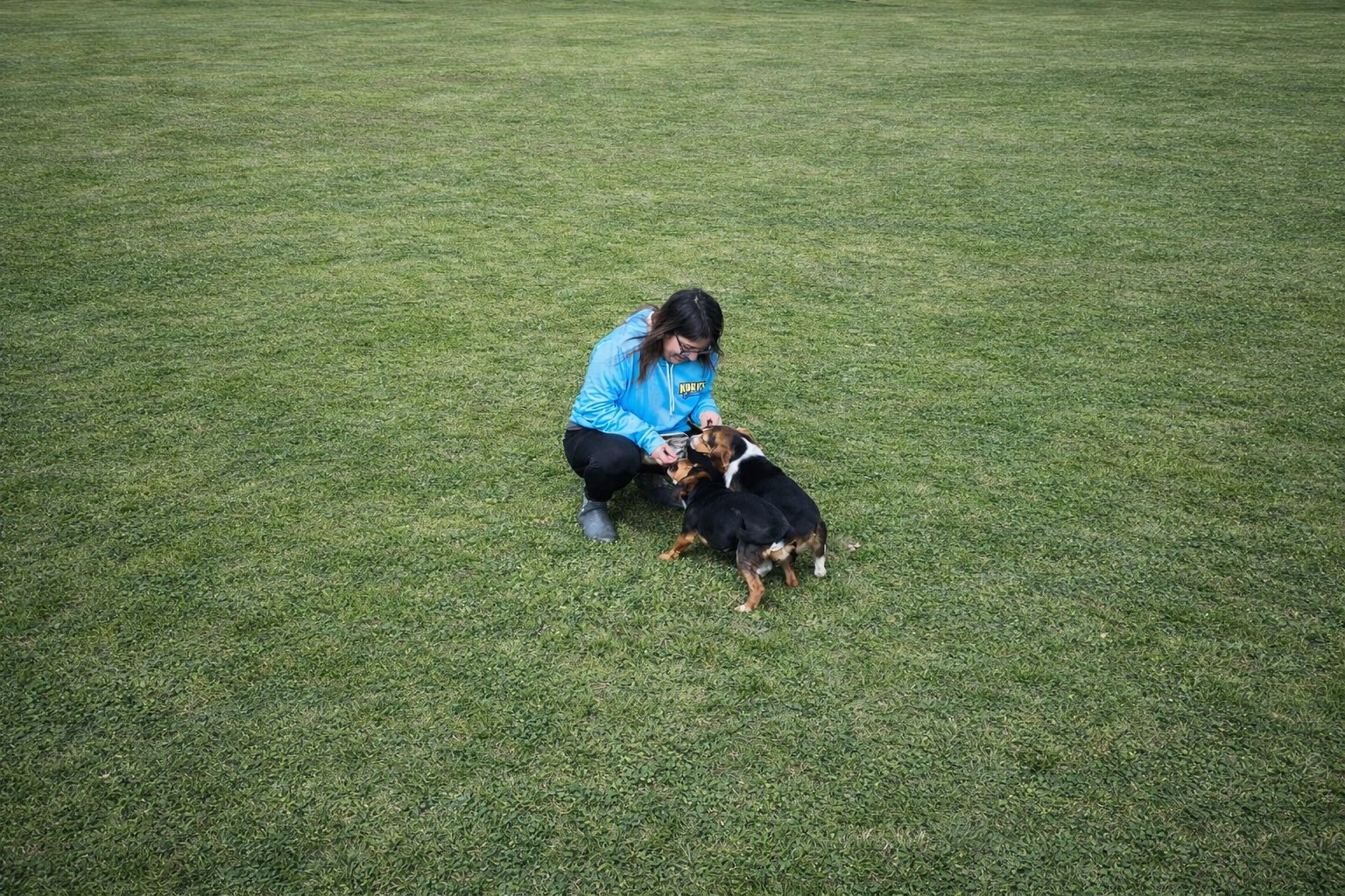 A grassy yard with a tree and fence in the background