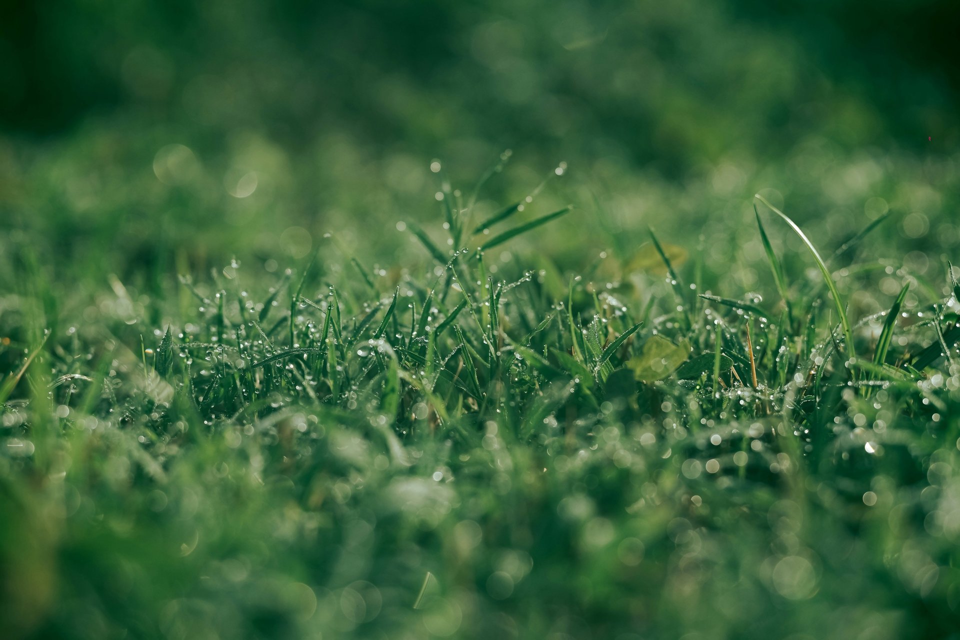 A grassy yard with a tree and fence in the background