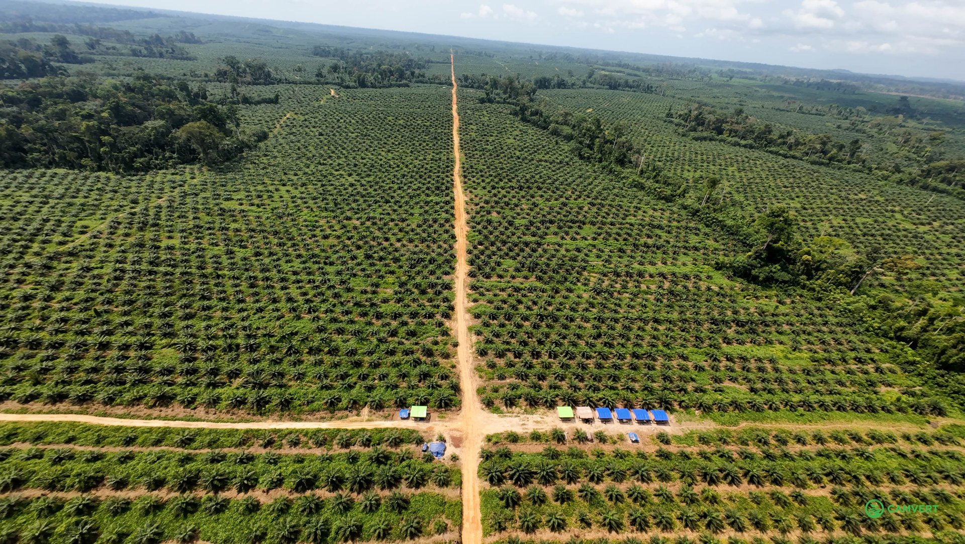 a group of palm trees