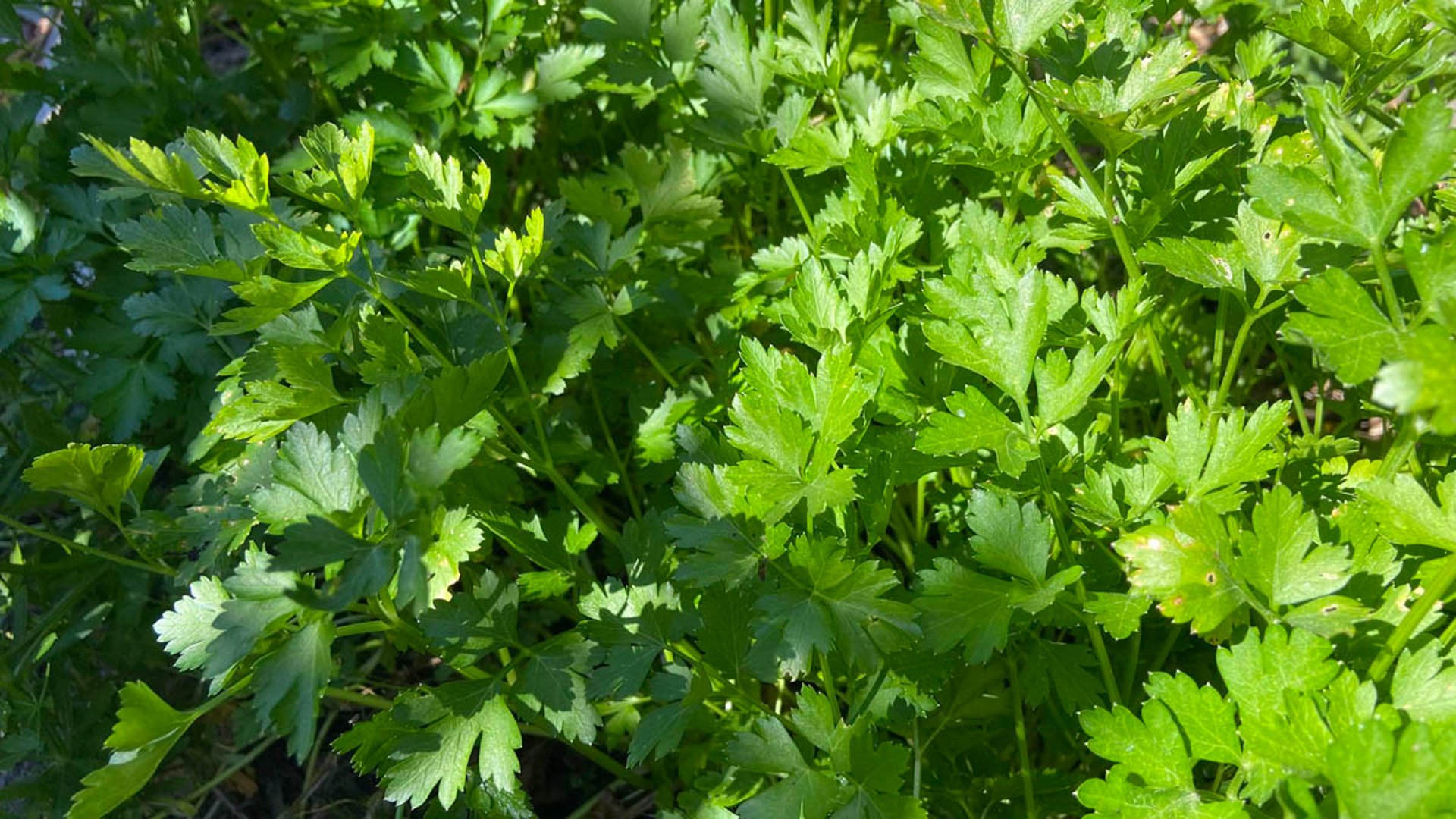 Parsley and Medicinal herbs grown in alignment with the lunar cycle