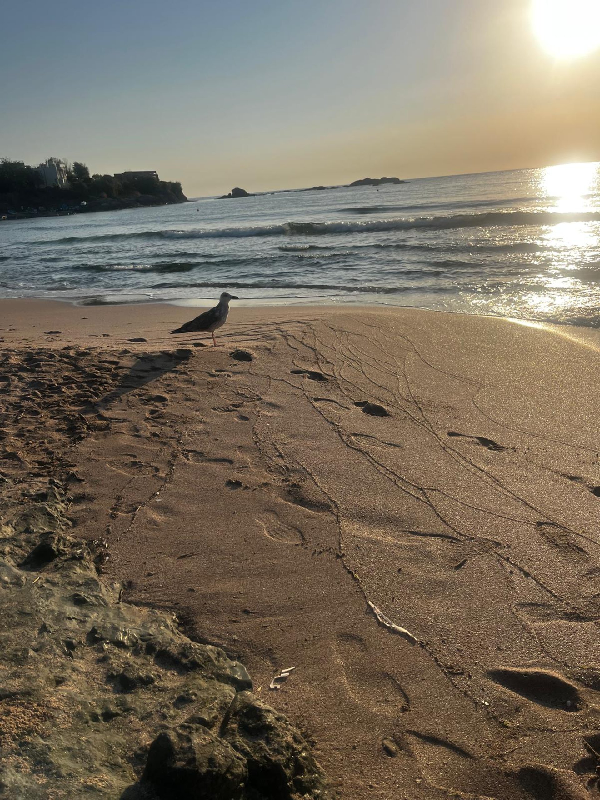Seagull on the beach at sunrise in Lozenets, Bulgaria: A serene nature-led setting for Yogessa yoga retreats.