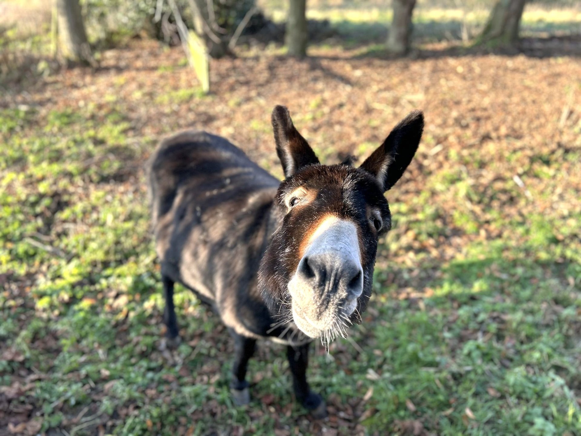 gray computer monitor