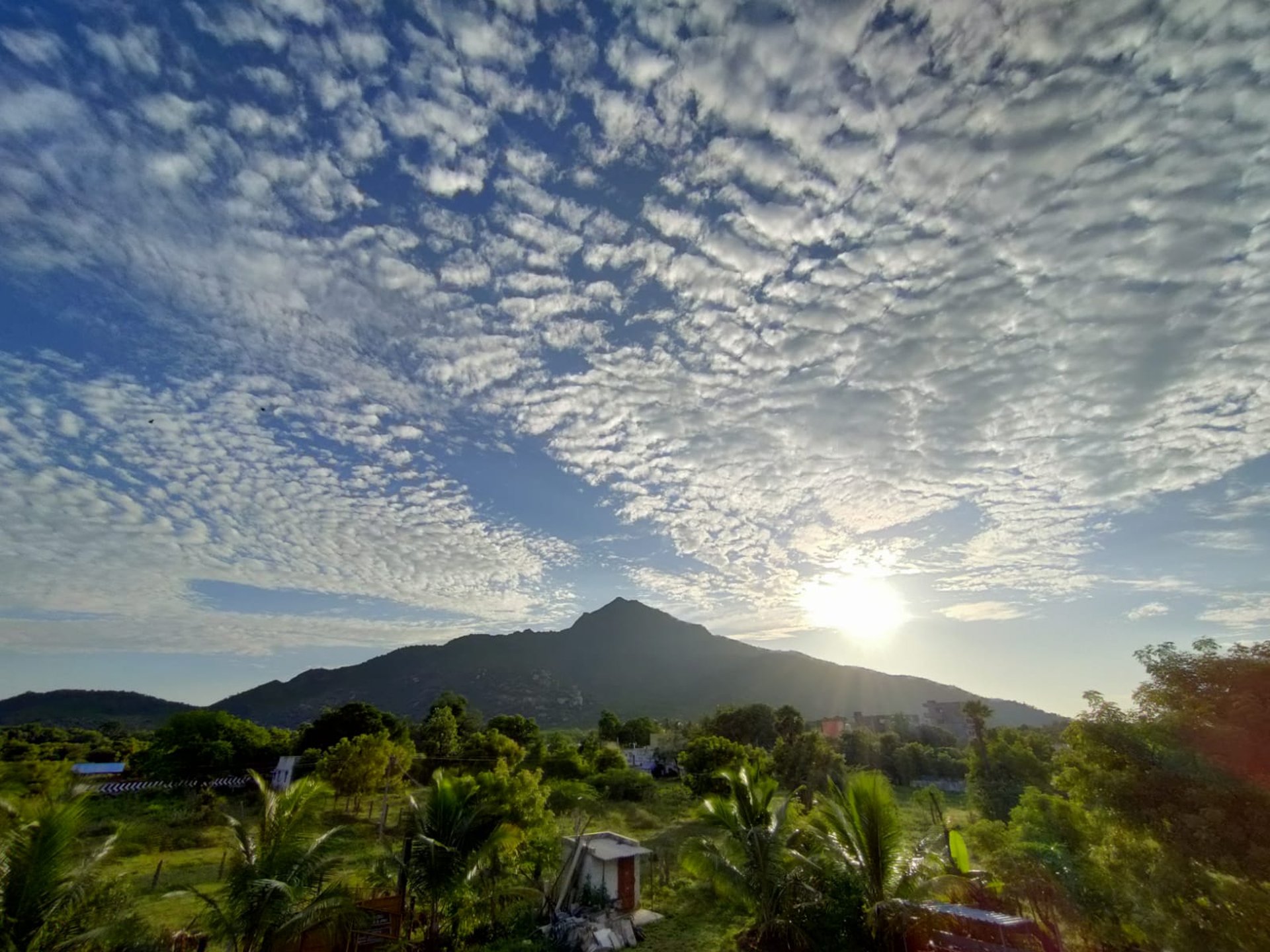 black and brown leather padded tub sofa