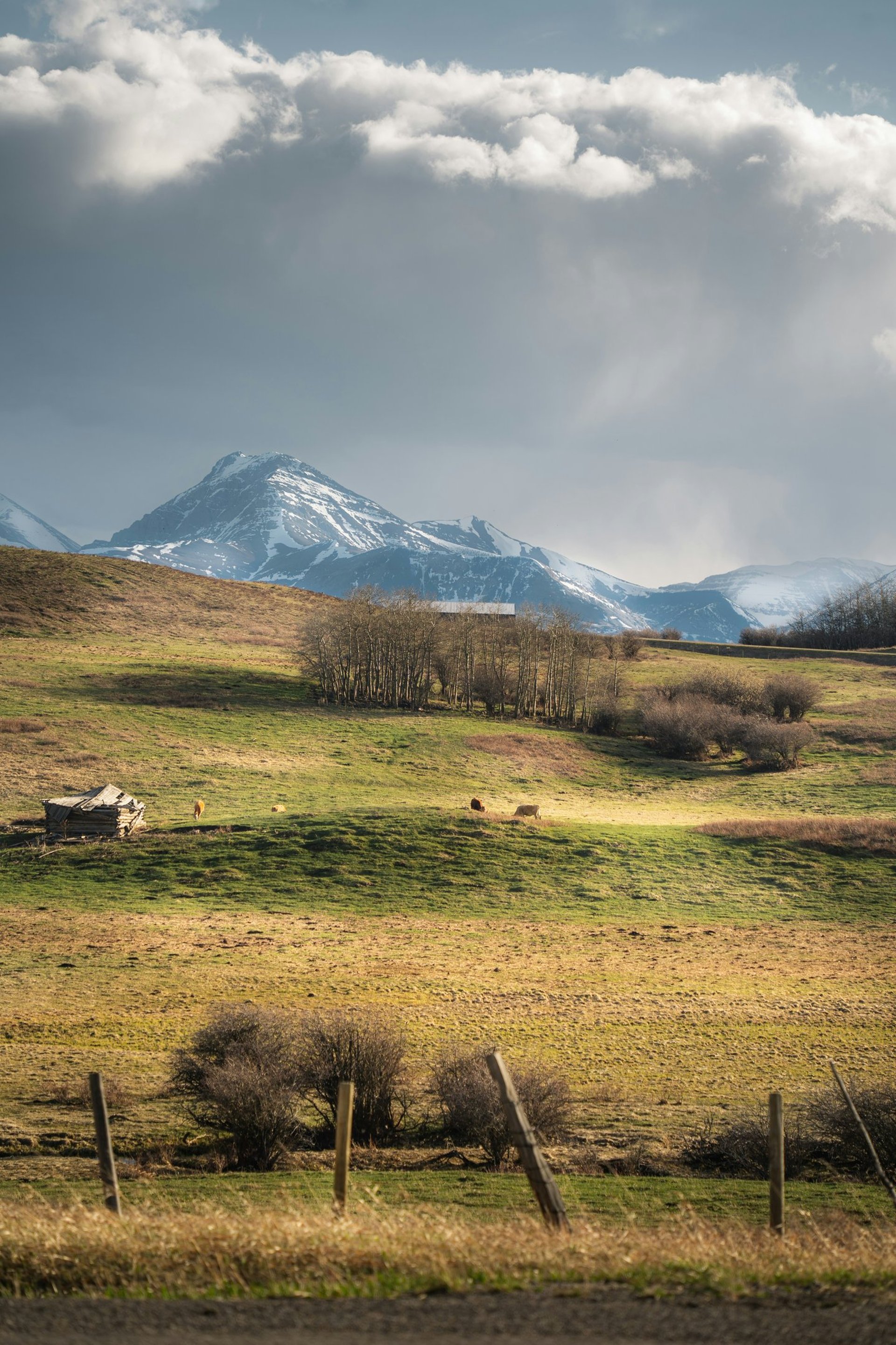 wheat field on mountain