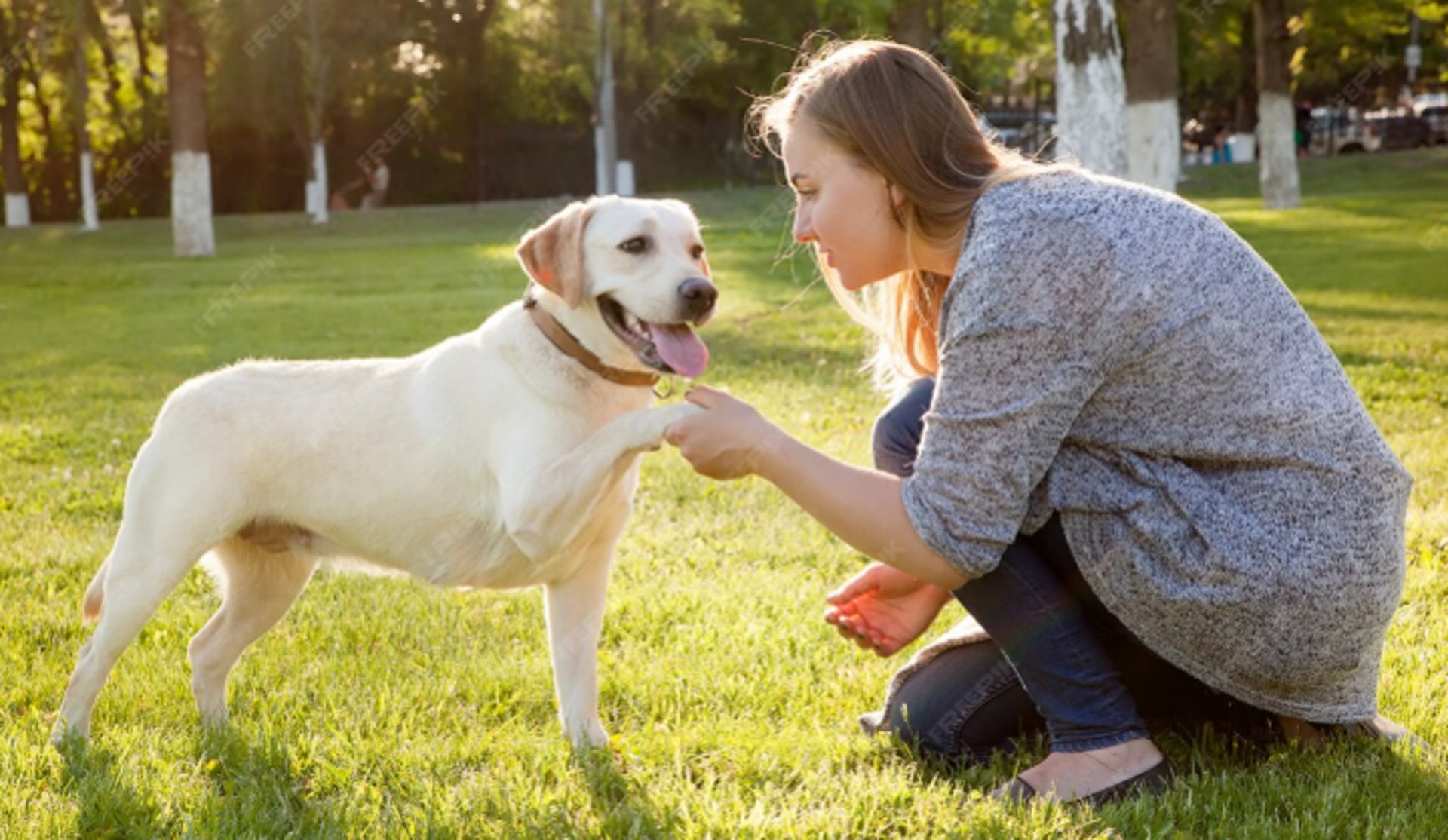 person in white pants and brown jacket holding brown and white short coated dog on green