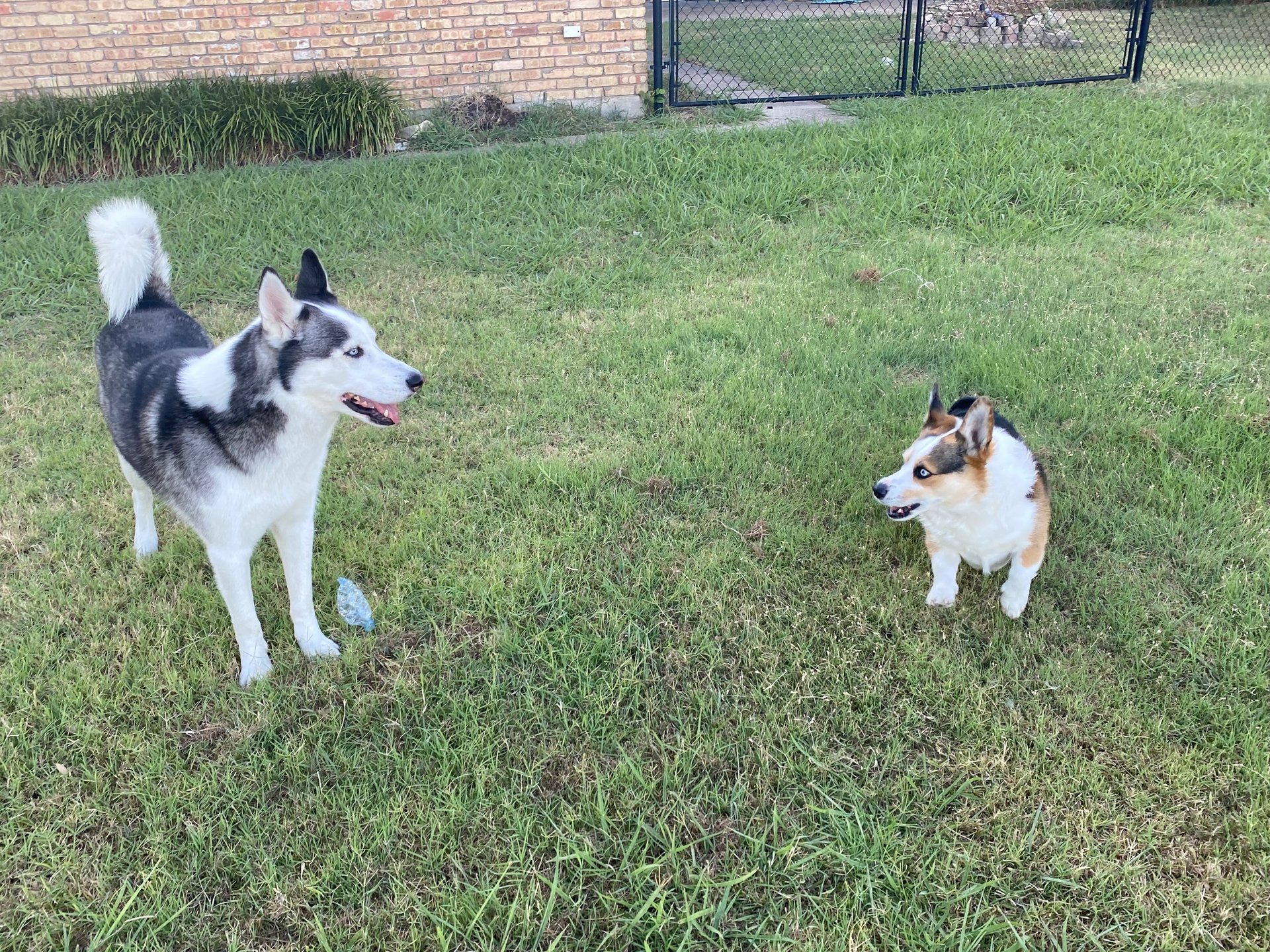 gray computer monitor