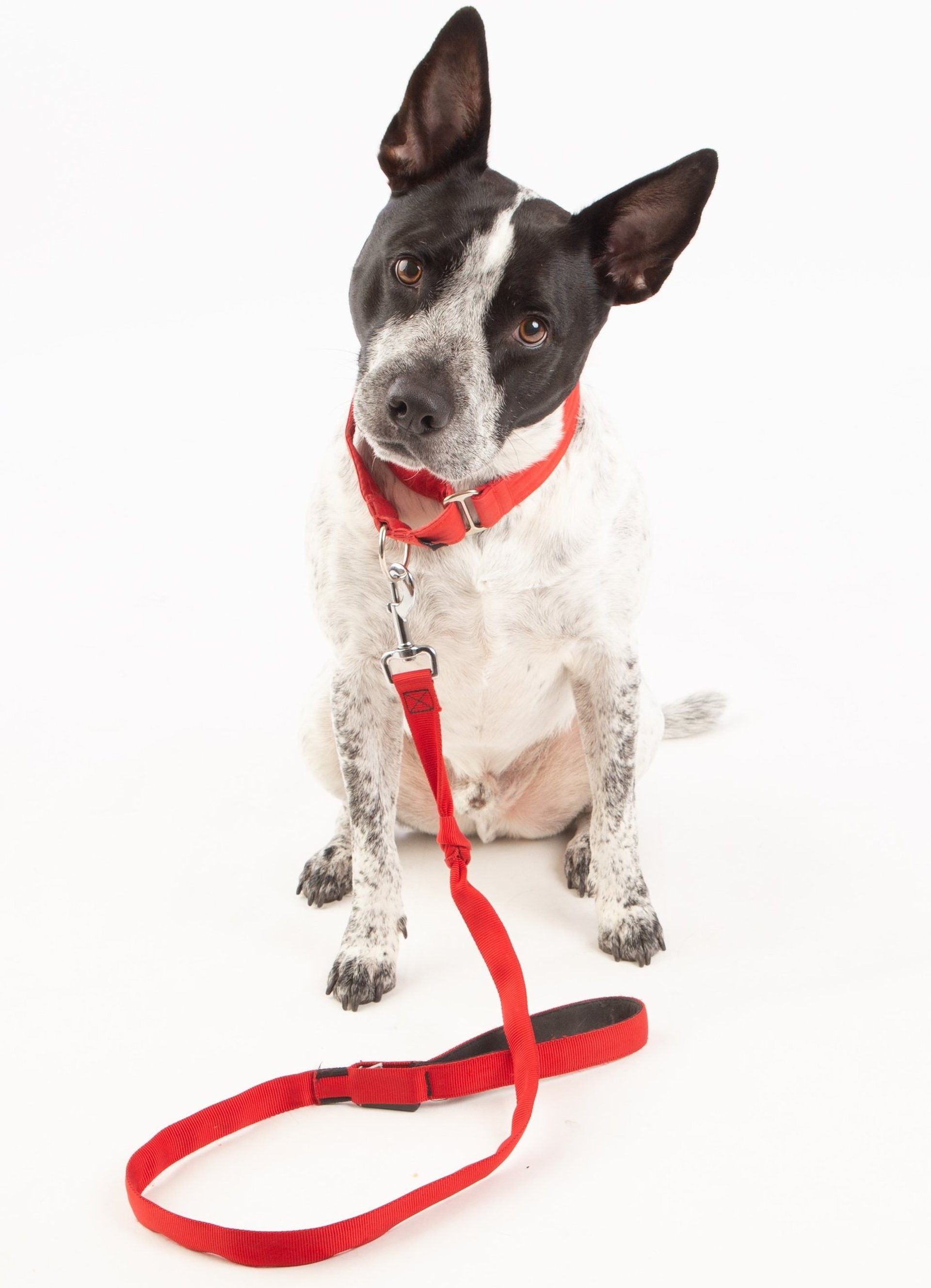 black and brown leather padded tub sofa