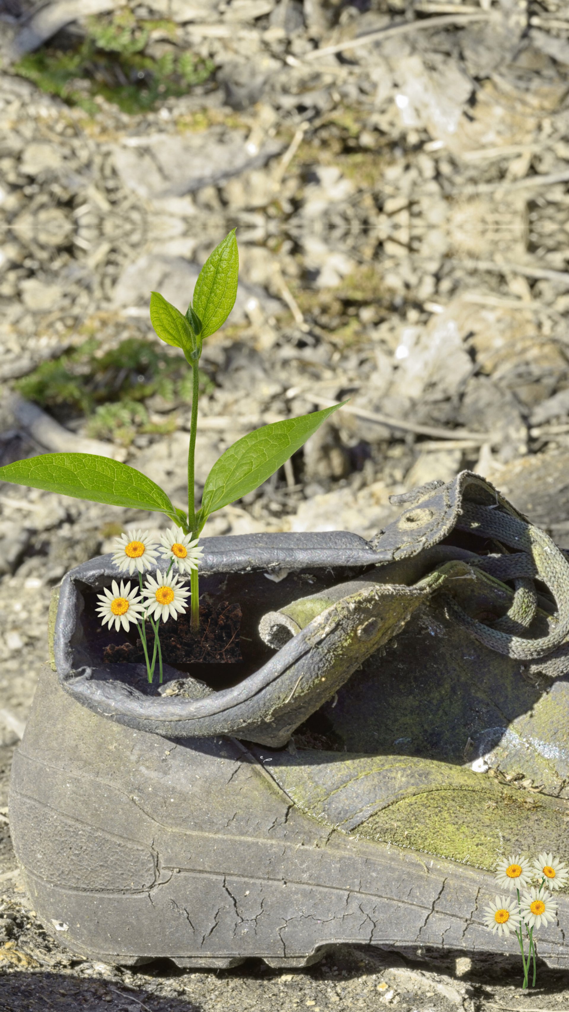a pair of shoes sitting on the side of a building