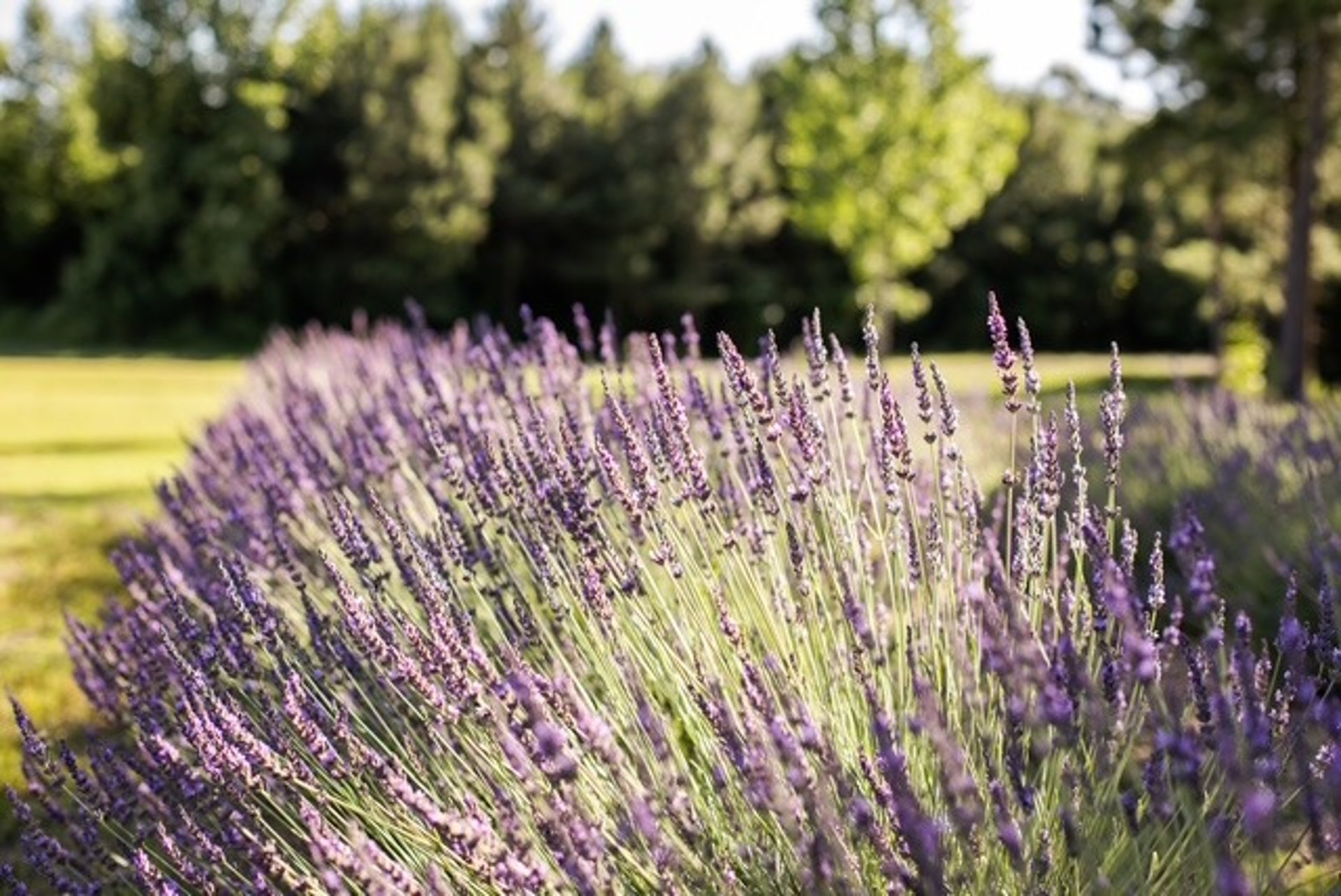 woman holding dried flower