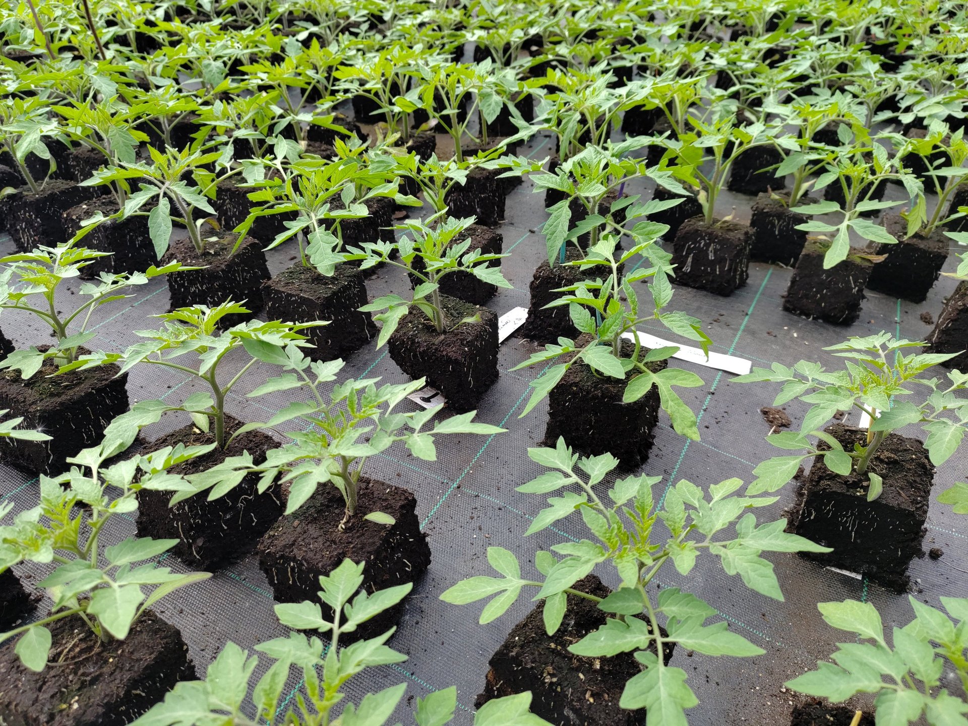mountain range under blue sky
