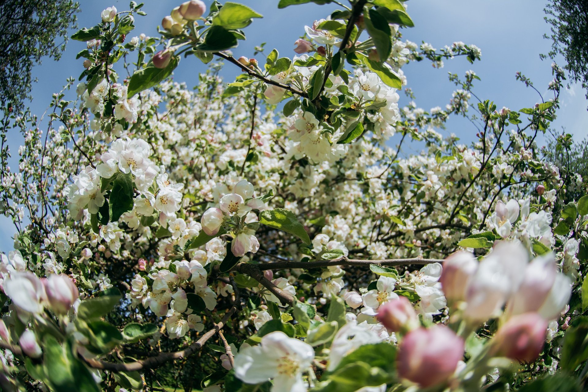 black and white bed linen