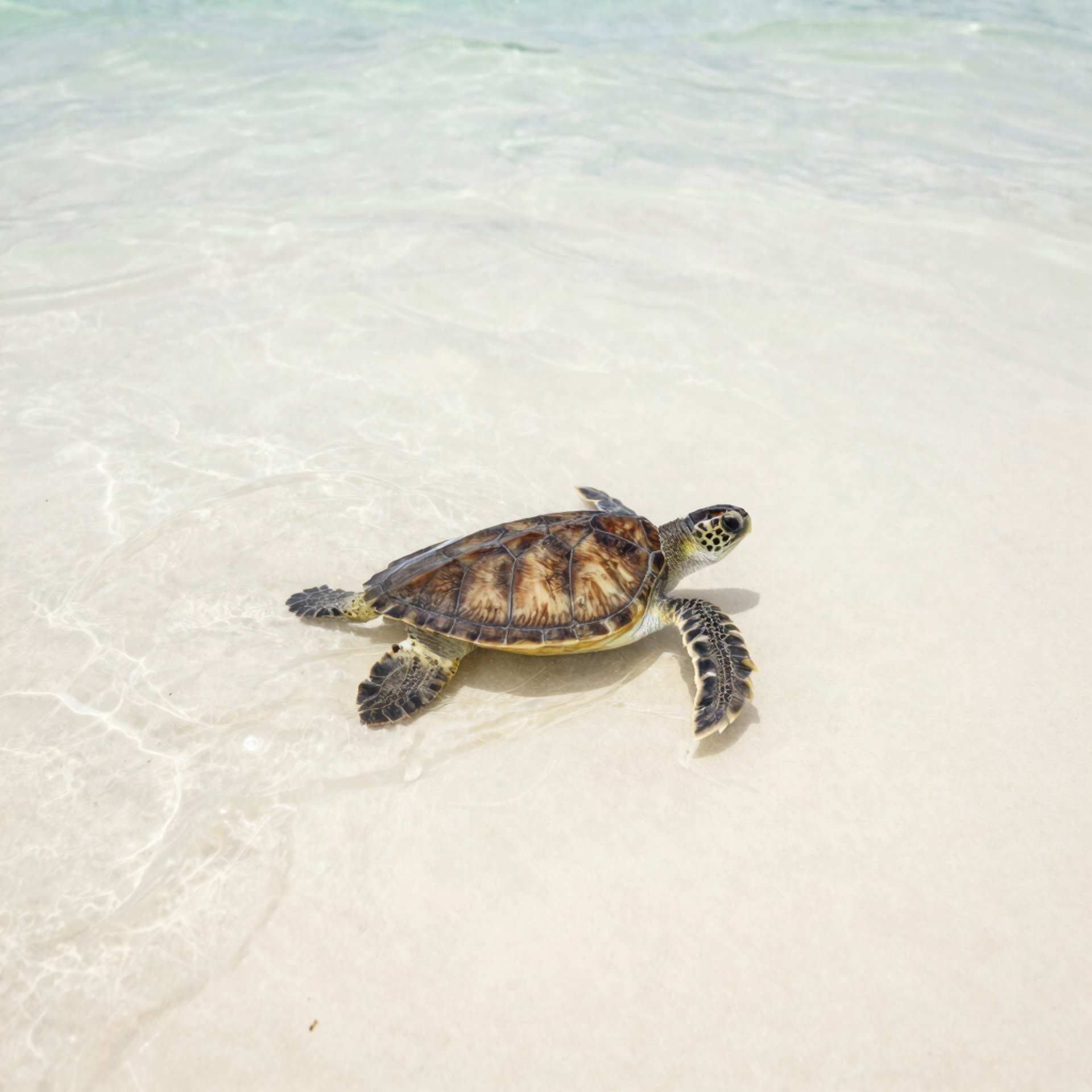 brown turtle in water during daytime