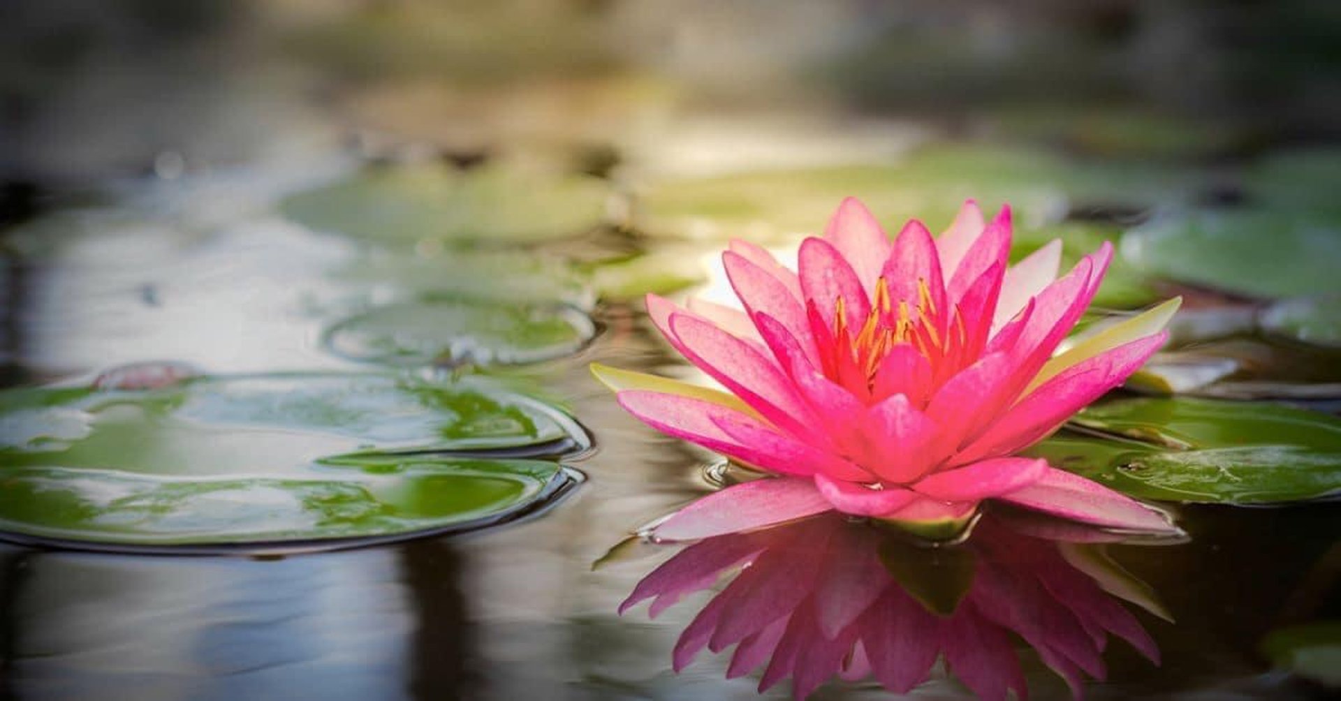 LOGO HARMONIE-PLANTAIRE