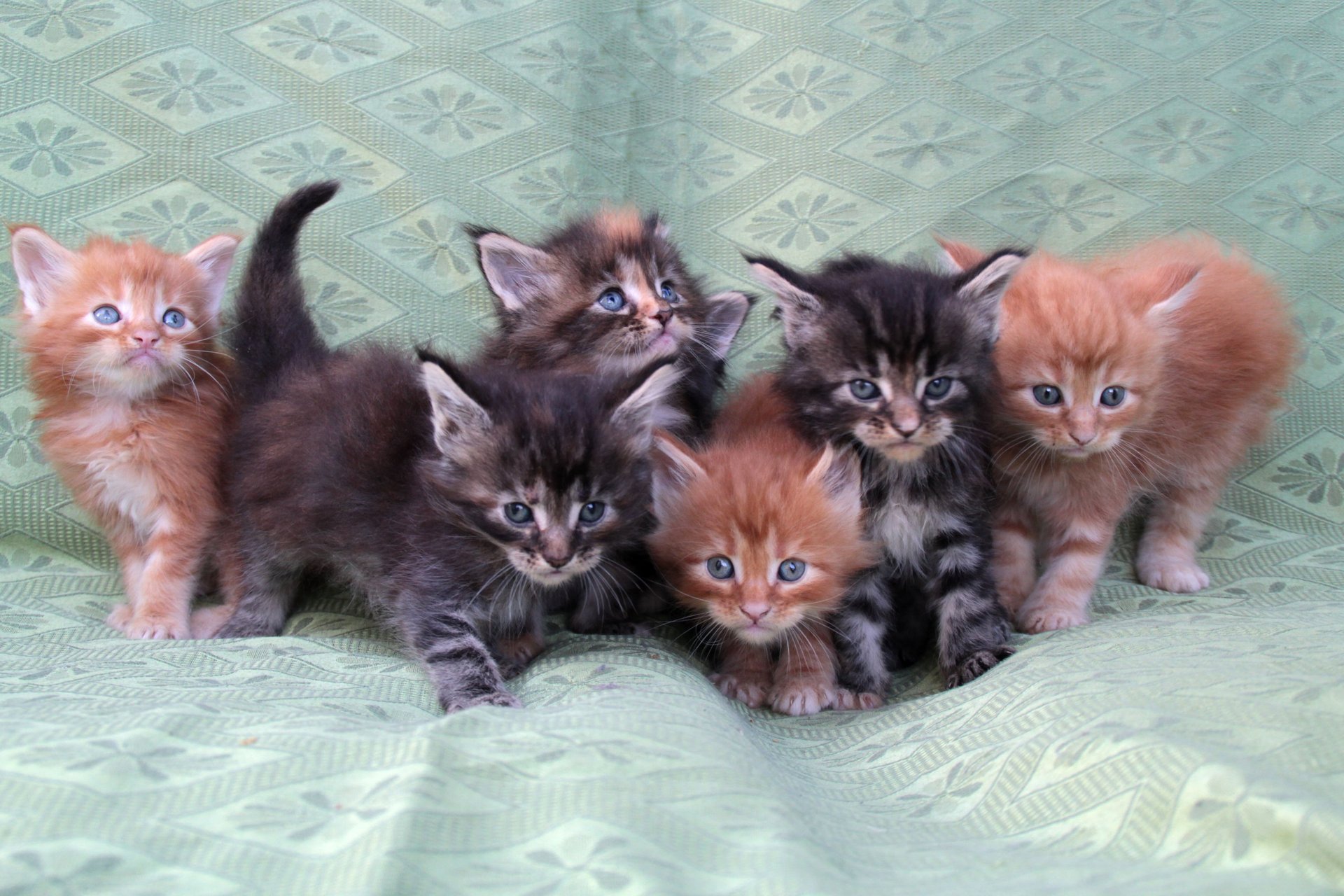 gray computer monitor