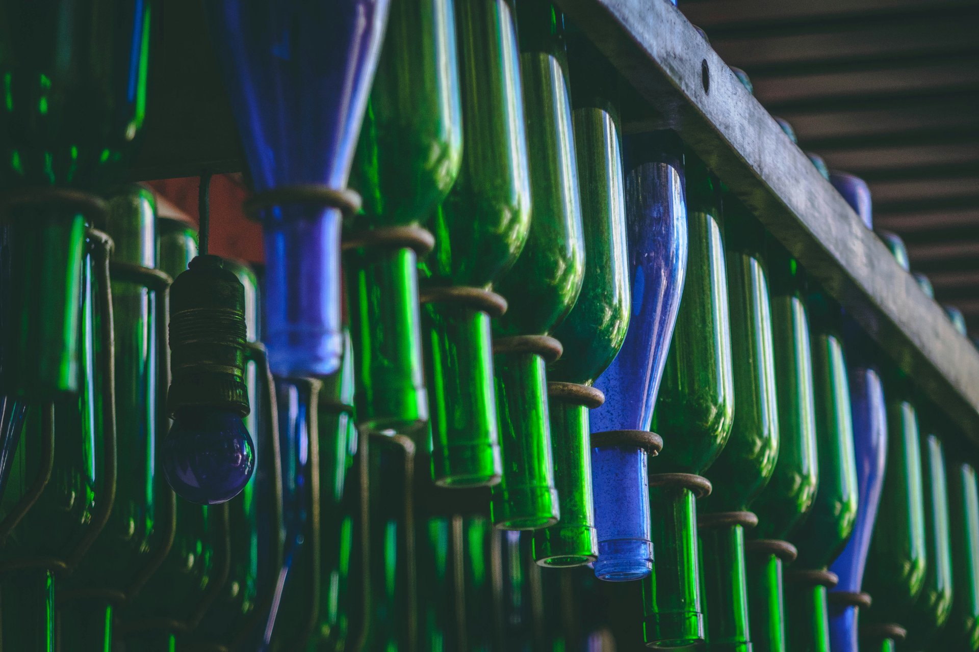 woman holding dried flower