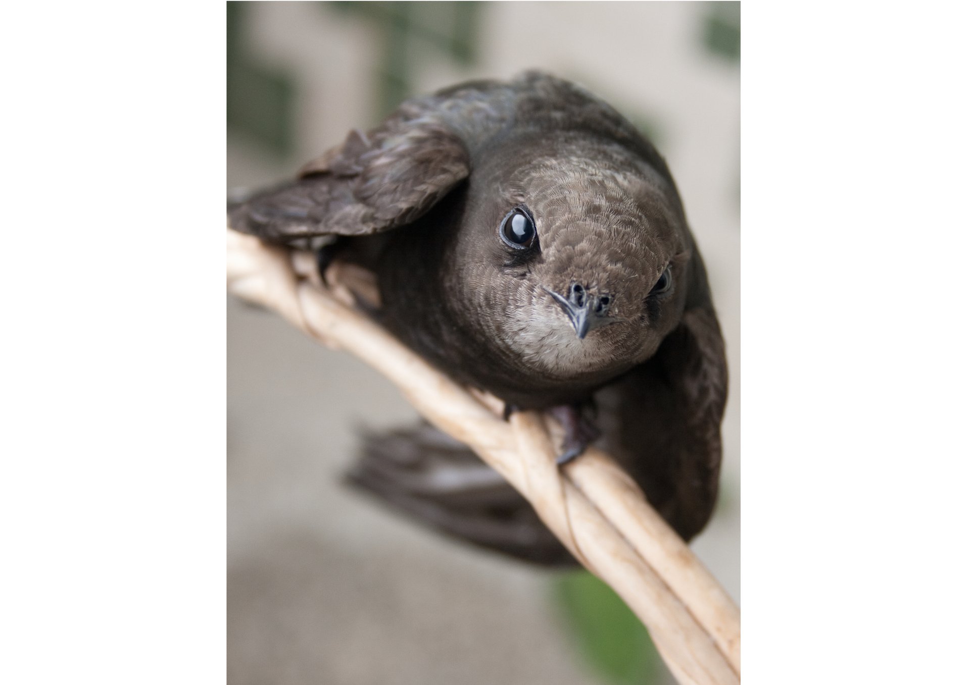 a small bird sitting on top of a wooden fence