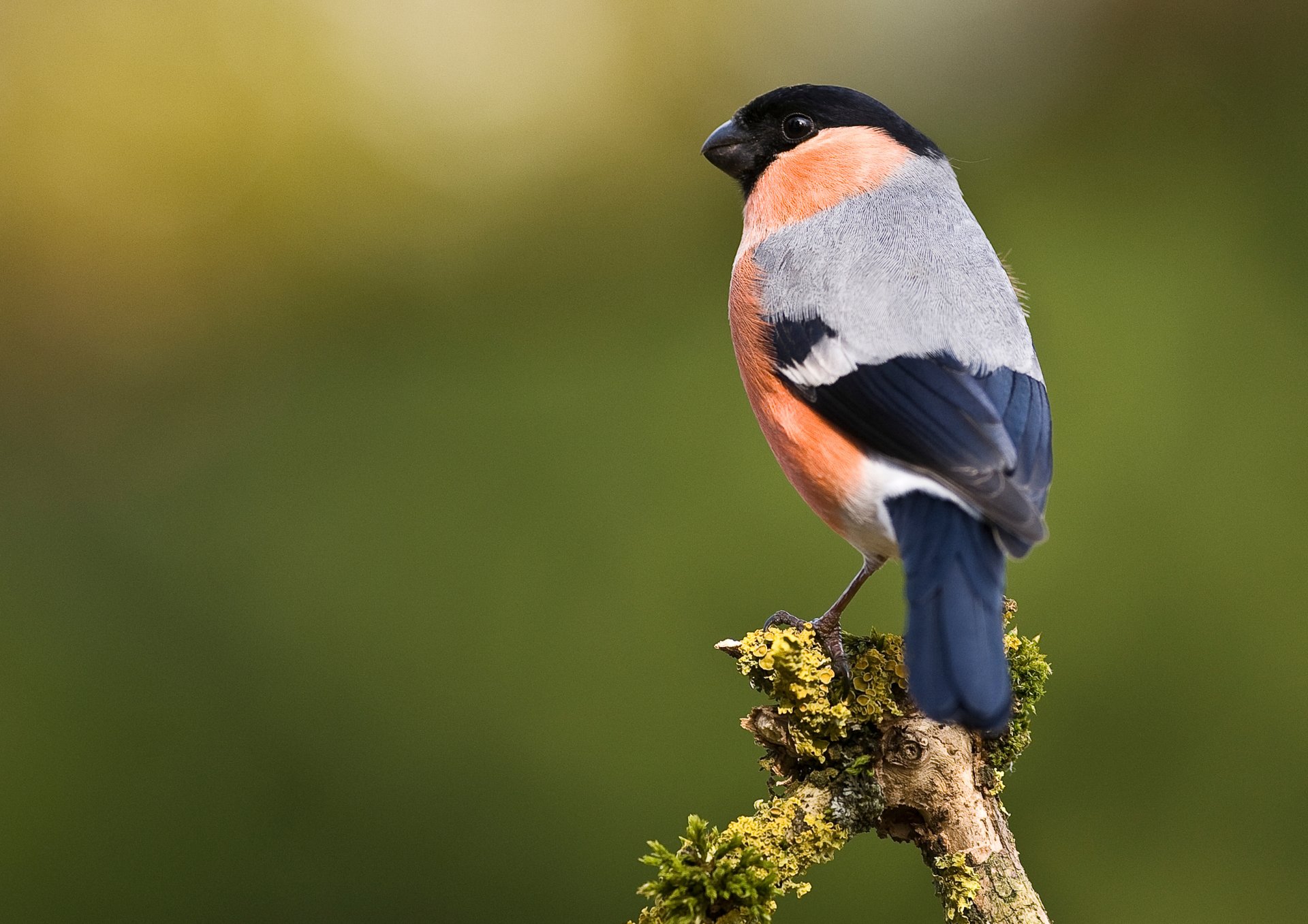 a small bird sitting on top of a wooden stick