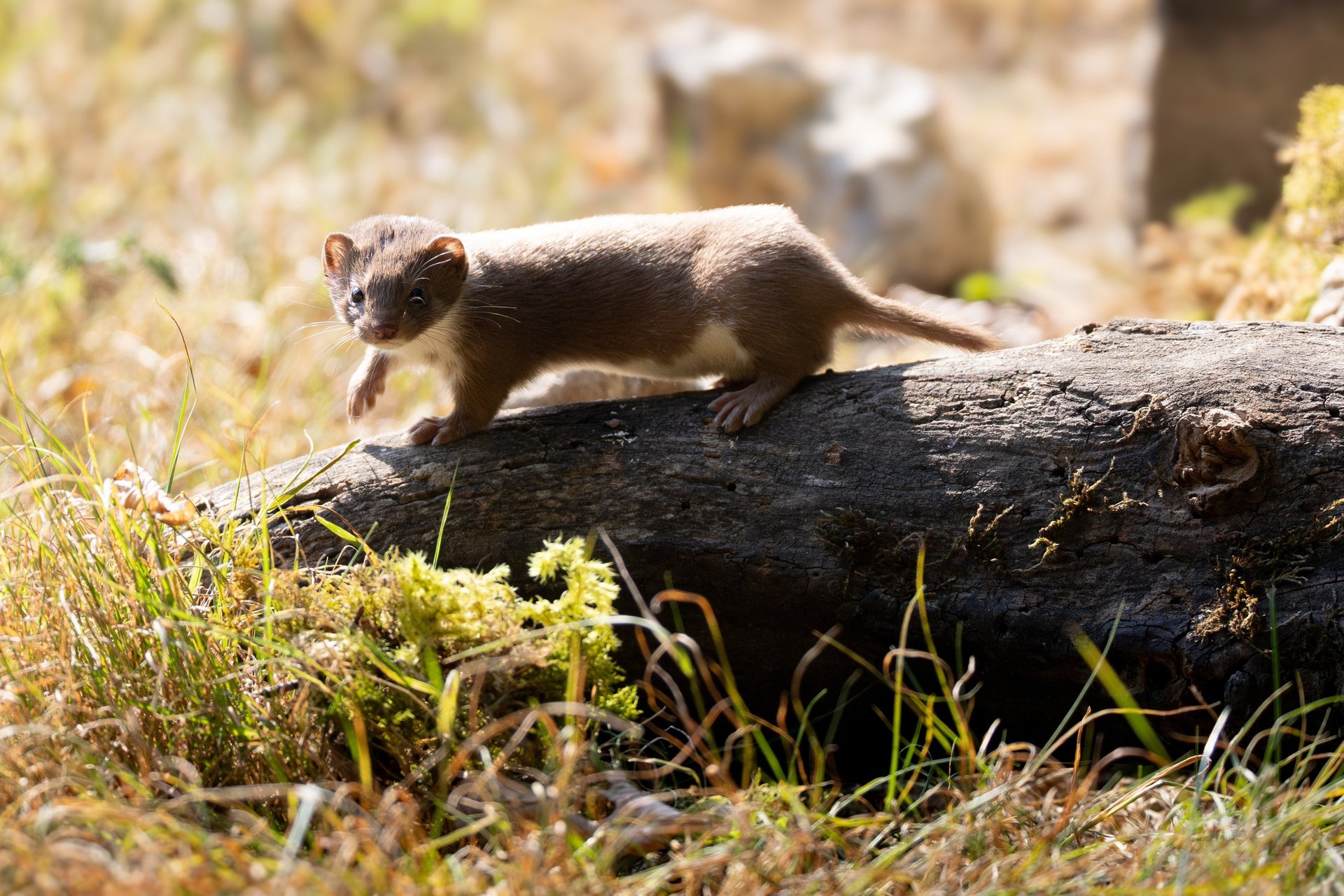 brown and white rodent on brown tree trunk