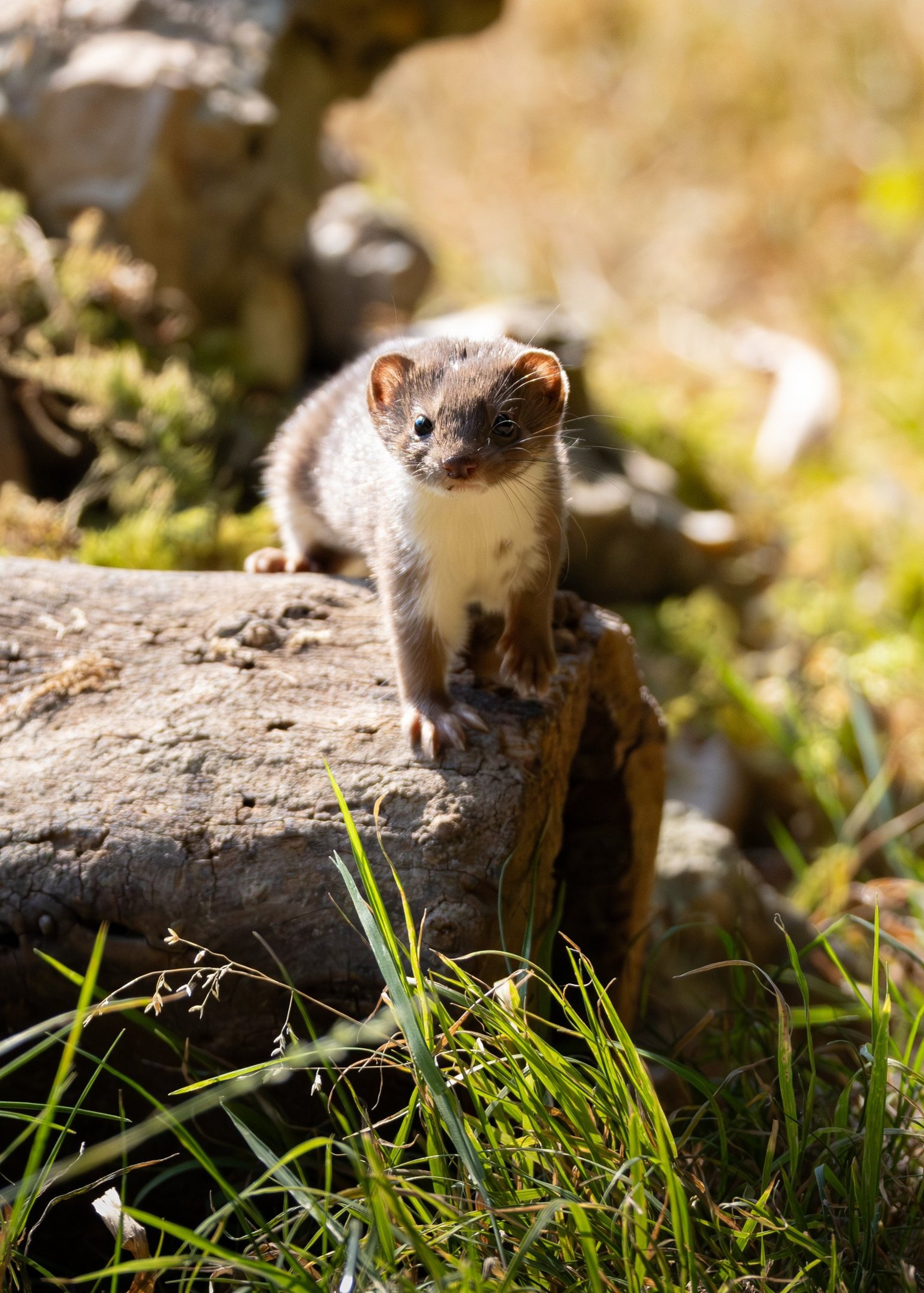 black and brown rodent