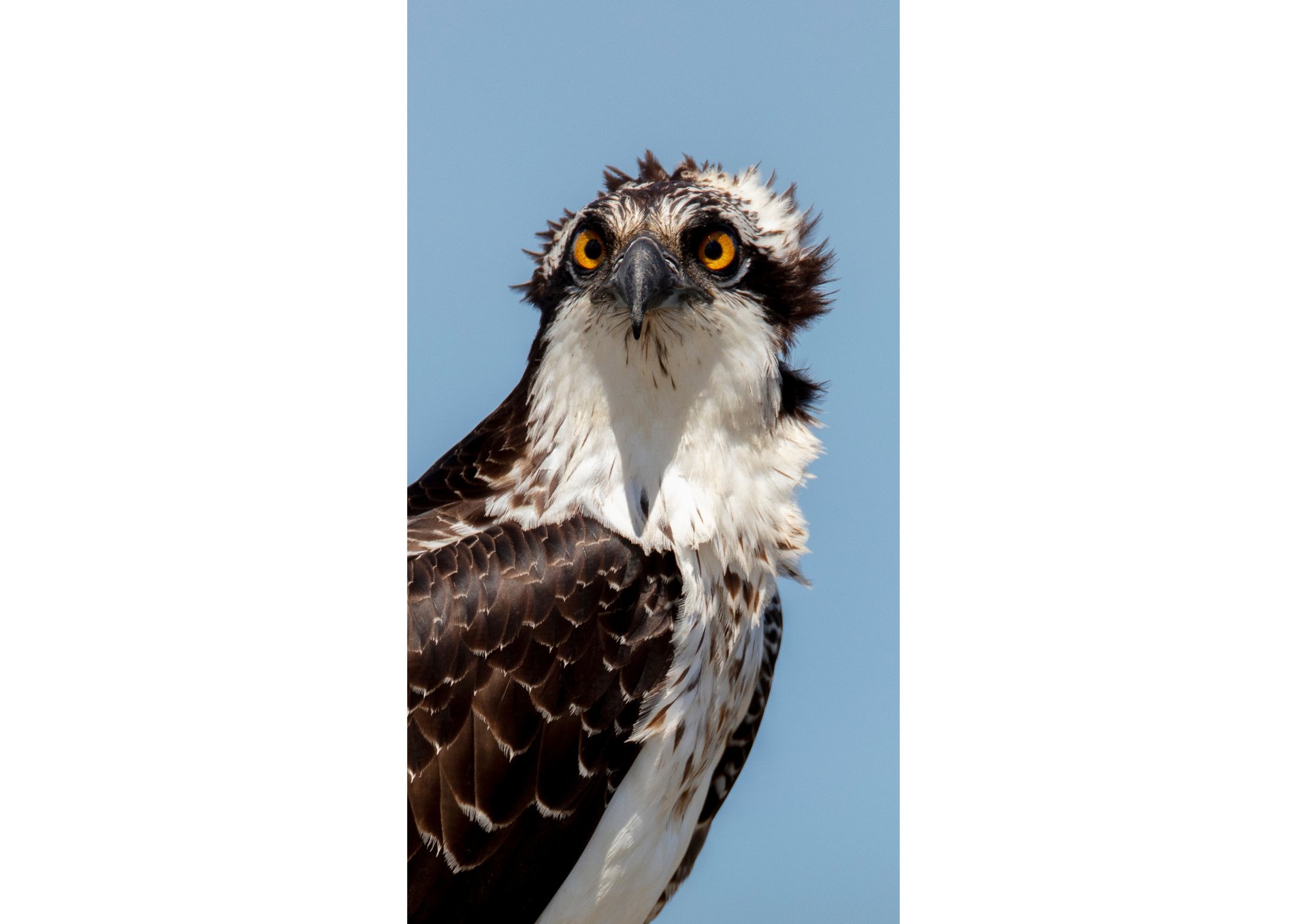 a bird of prey with yellow eyes and a black background