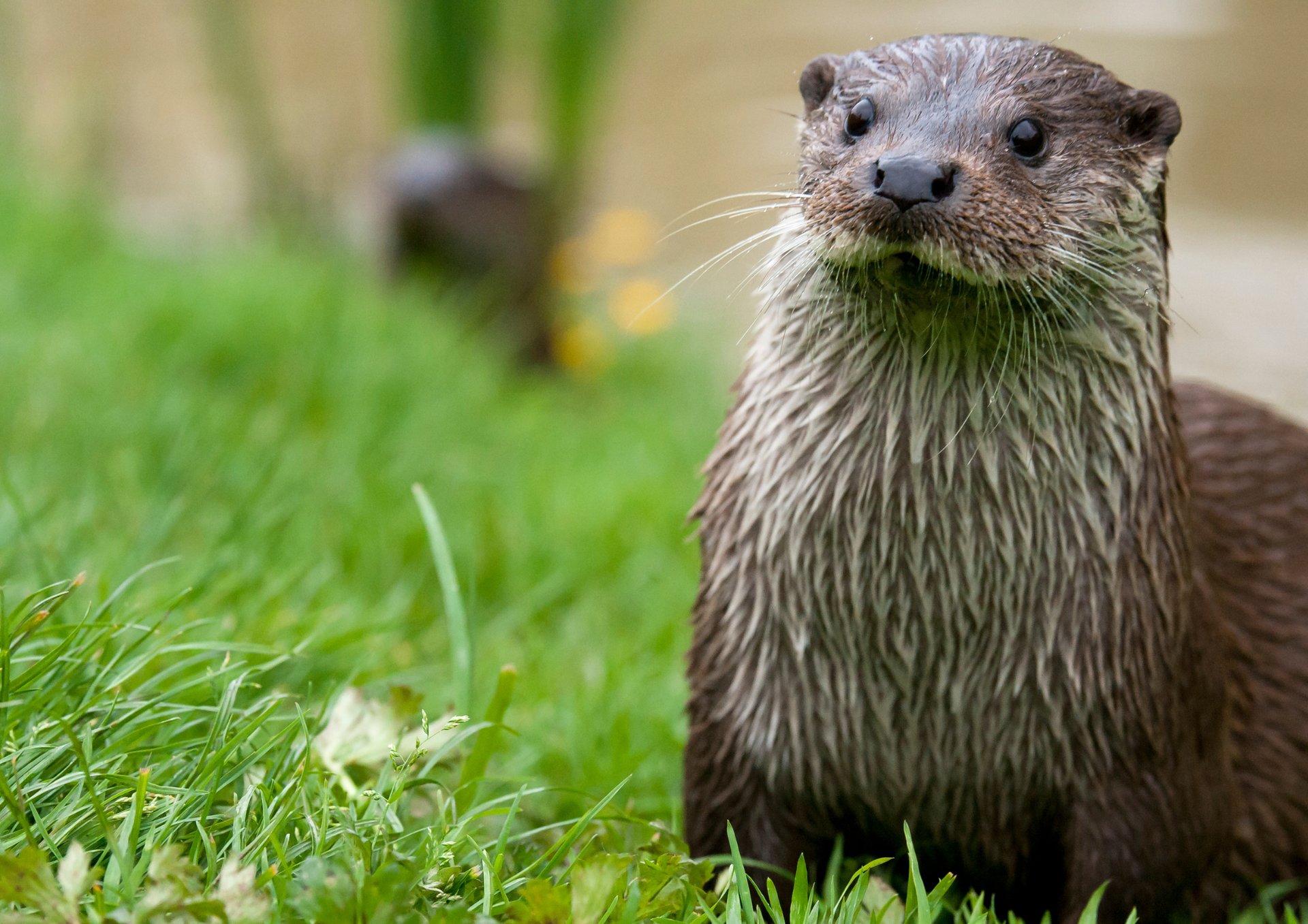 A hedgehog in a field of grass and flowers