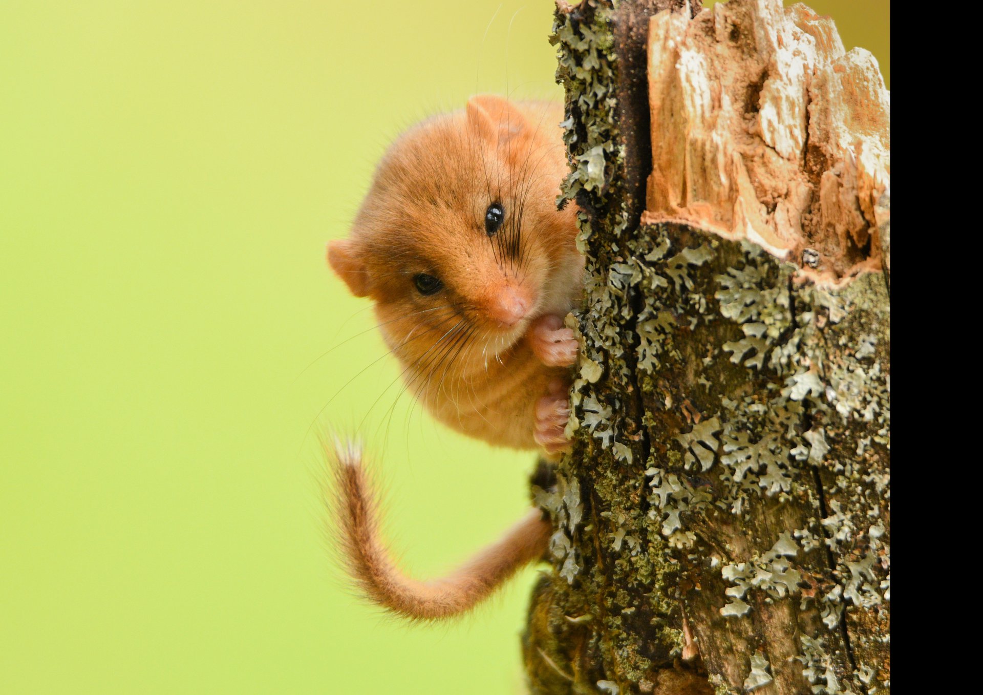 black and brown rodent
