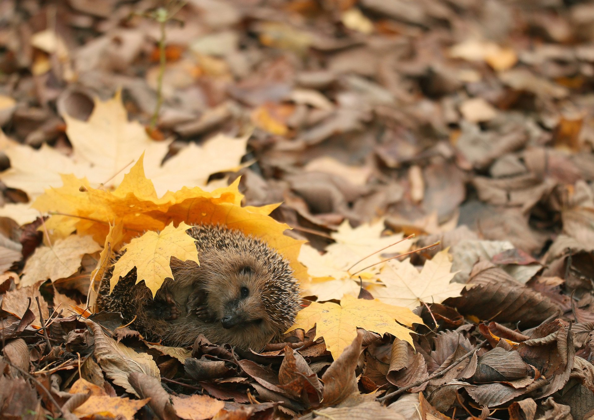 A hedgehog in a field of grass and flowers