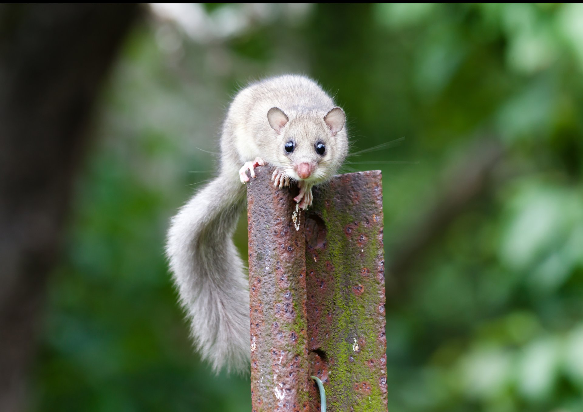 A red squirrel perches on a branch.