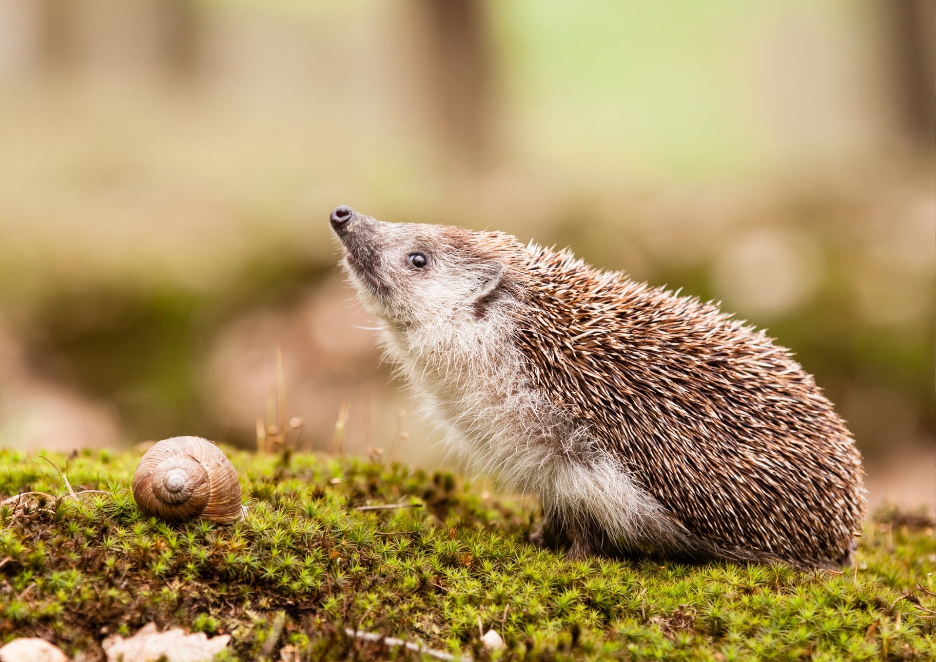 a hedgehog in the grass