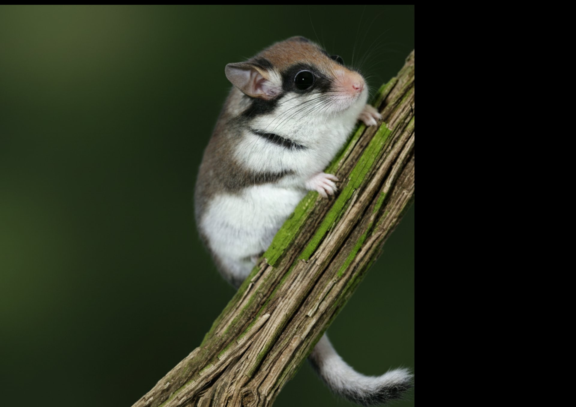 A red squirrel perches on a branch.