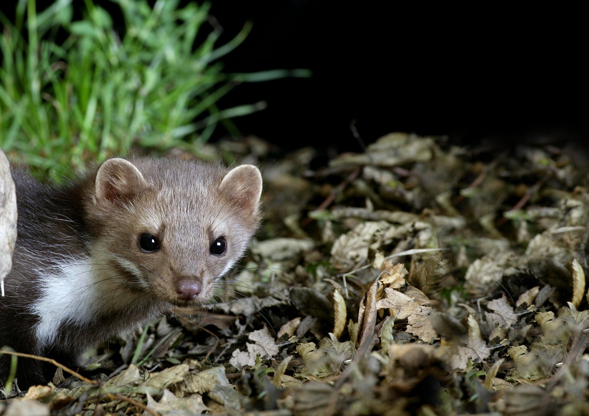 white and brown long-fur animal