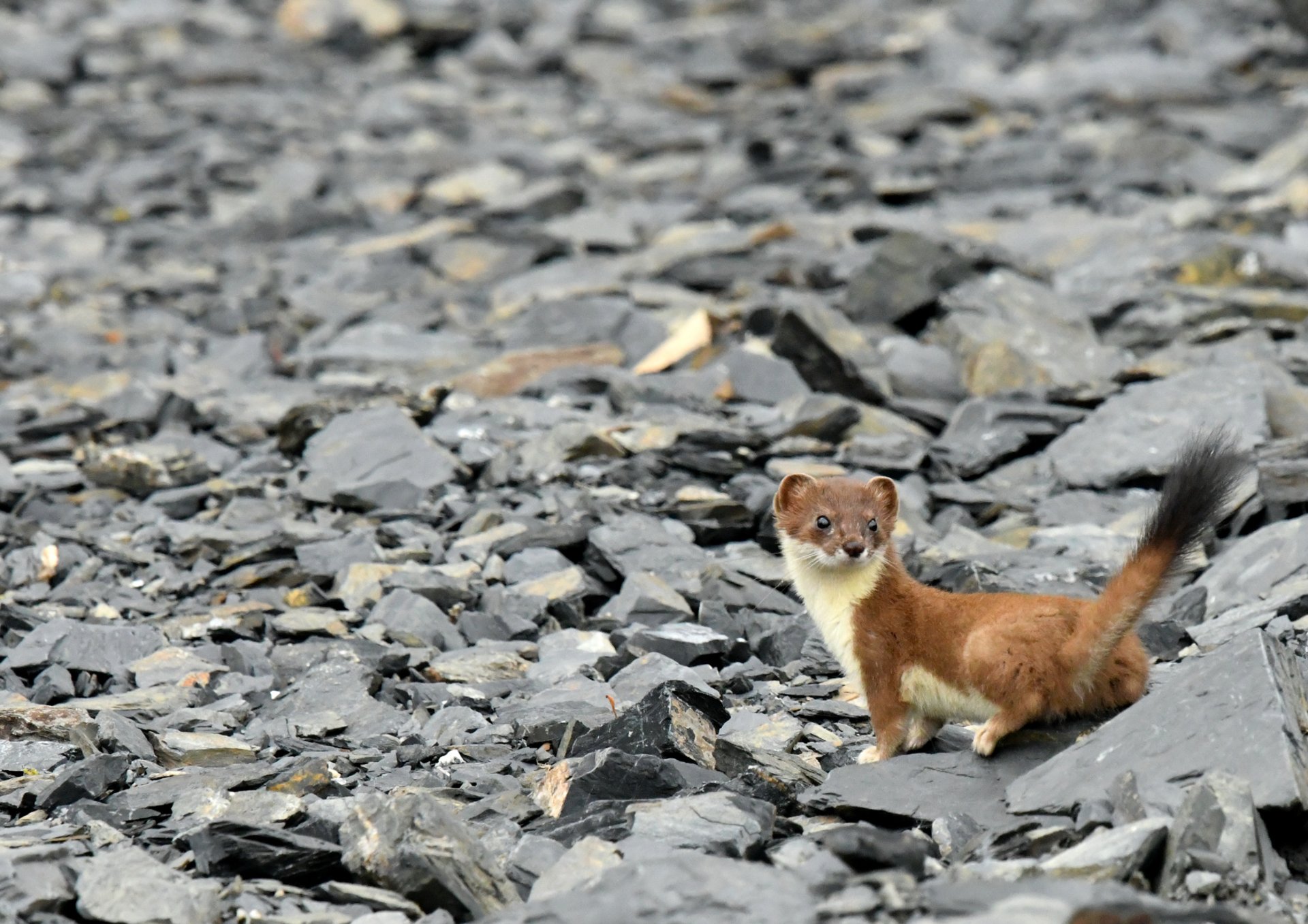 a small animal standing on top of a rock