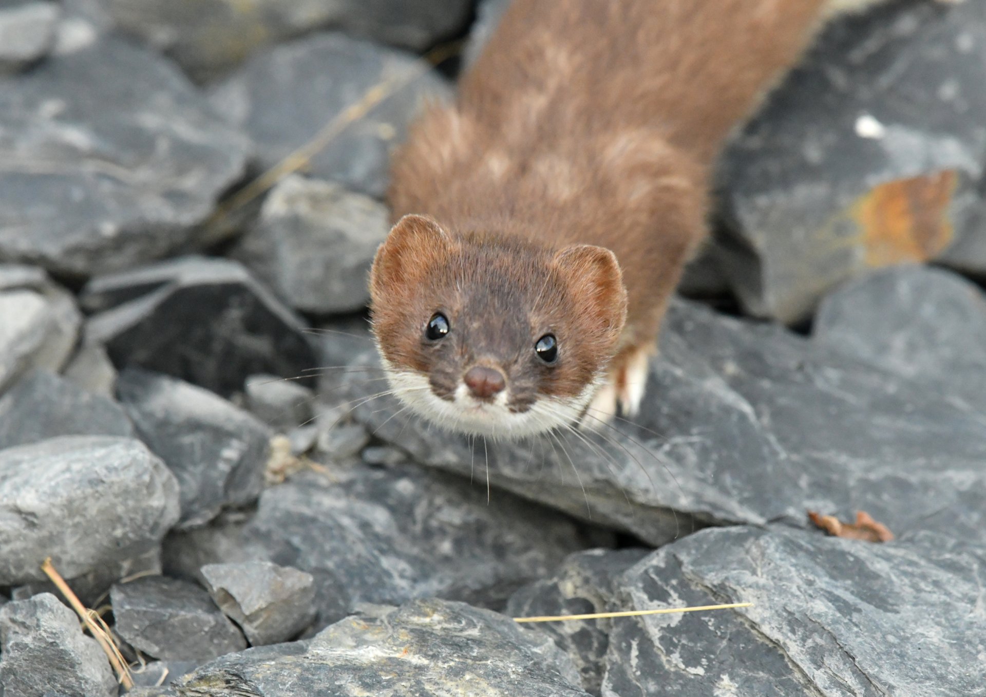 a small animal standing on top of a rock