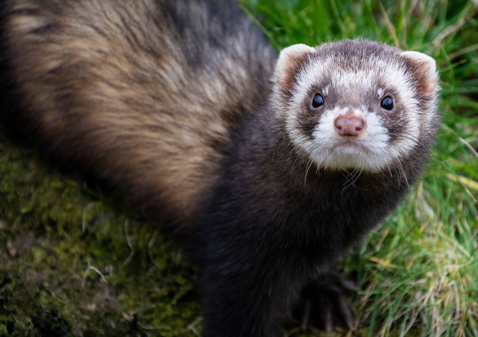 white and black animal on brown soil