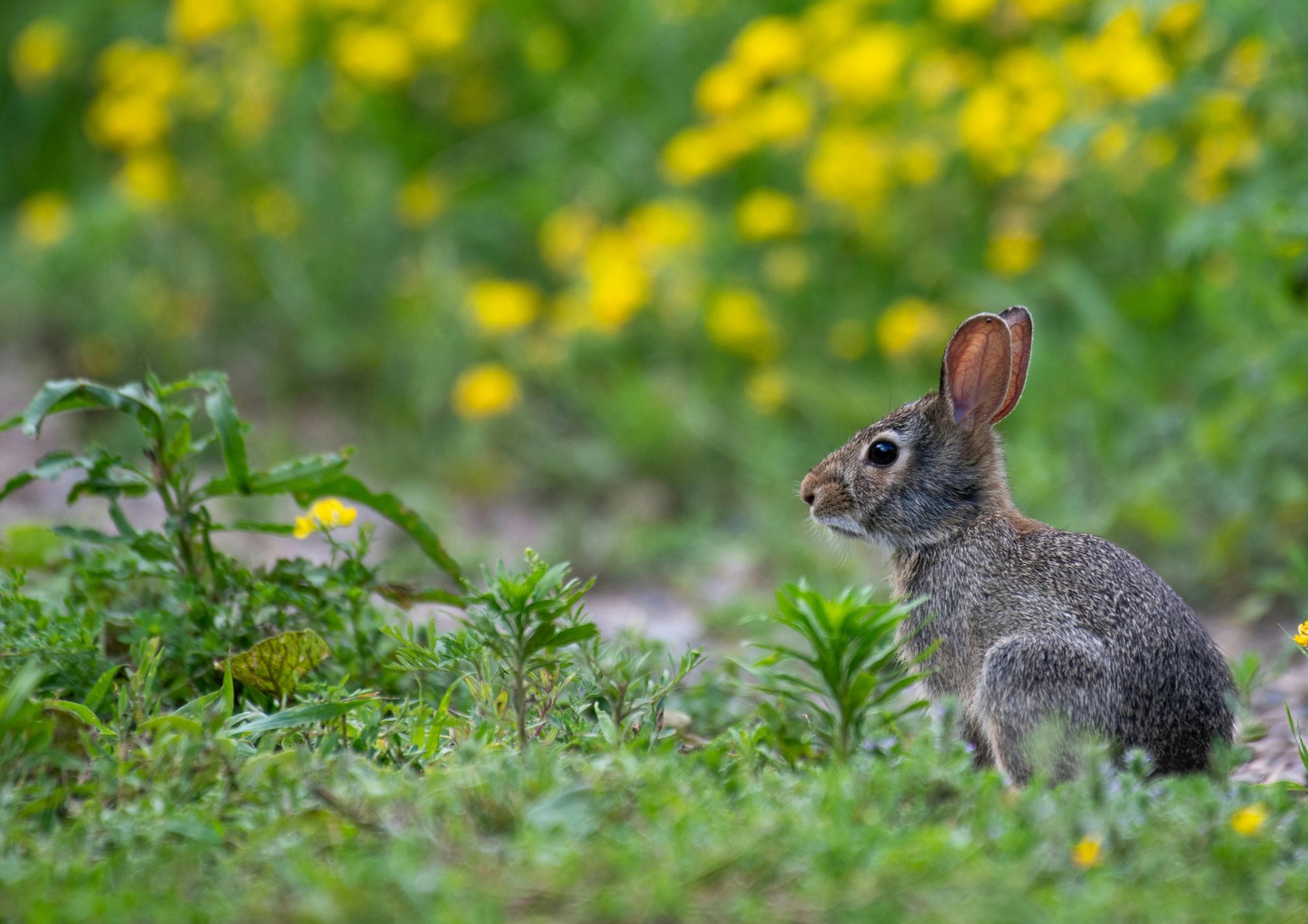 white and black animal on brown soil