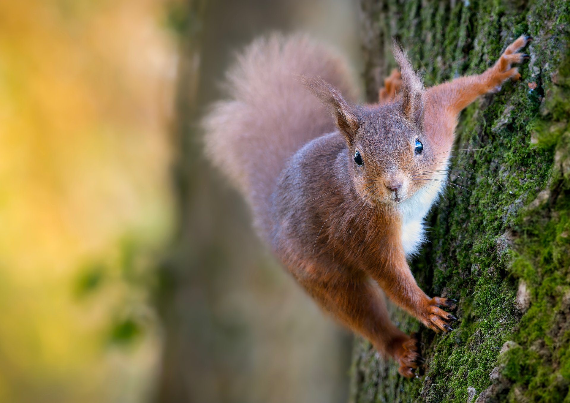 A red squirrel perches on a branch.