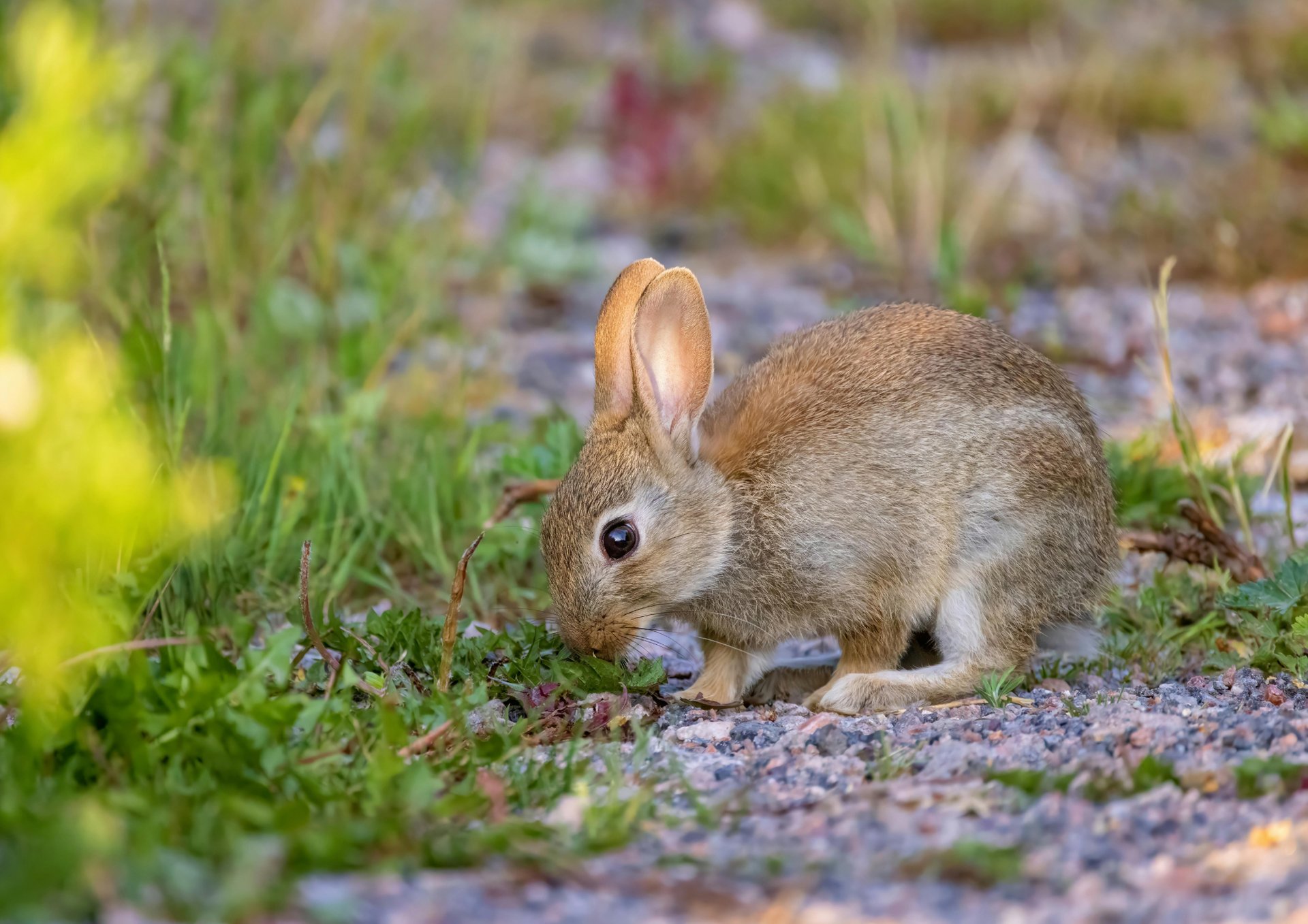 A brown hare sits in a grassy field.